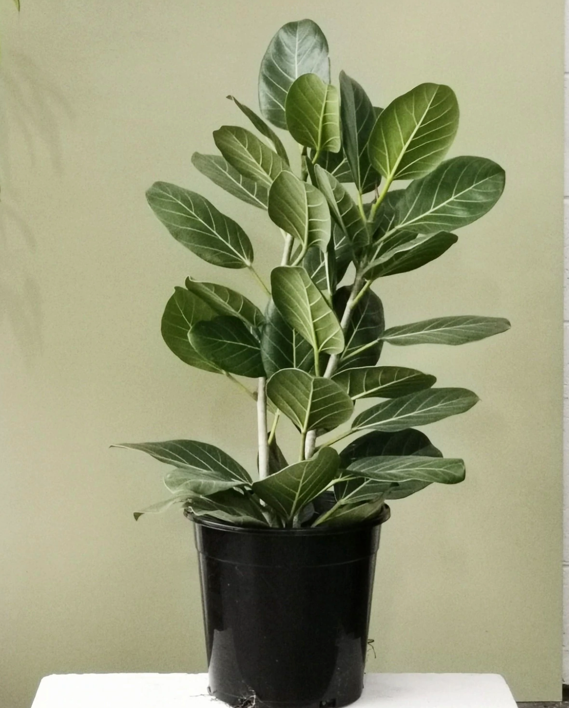 Ficus Audrey Care 101