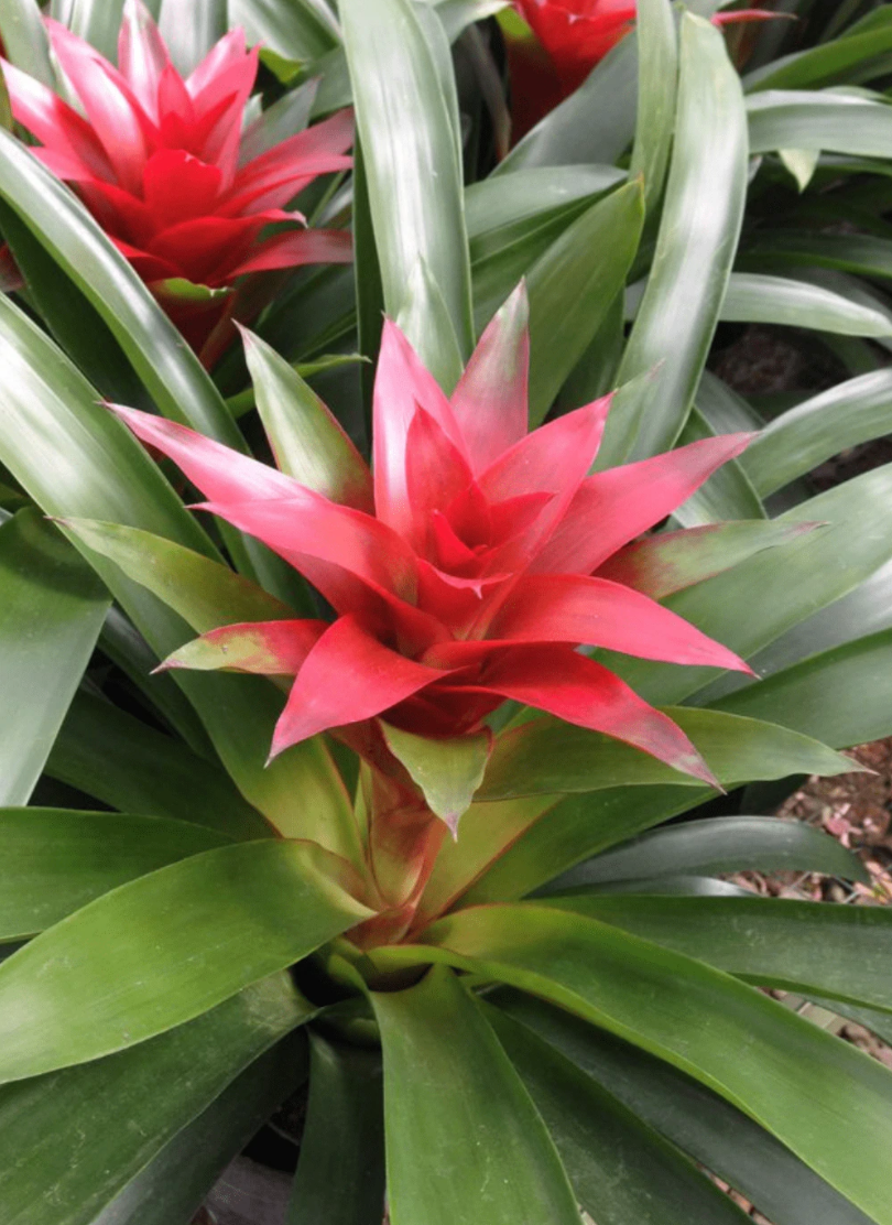 Bromeliad Care 101