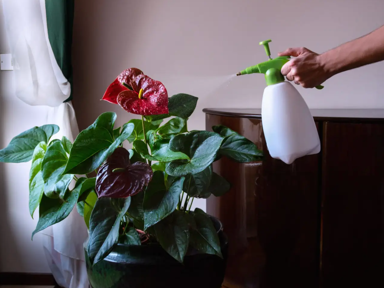 Anthurium Care 101