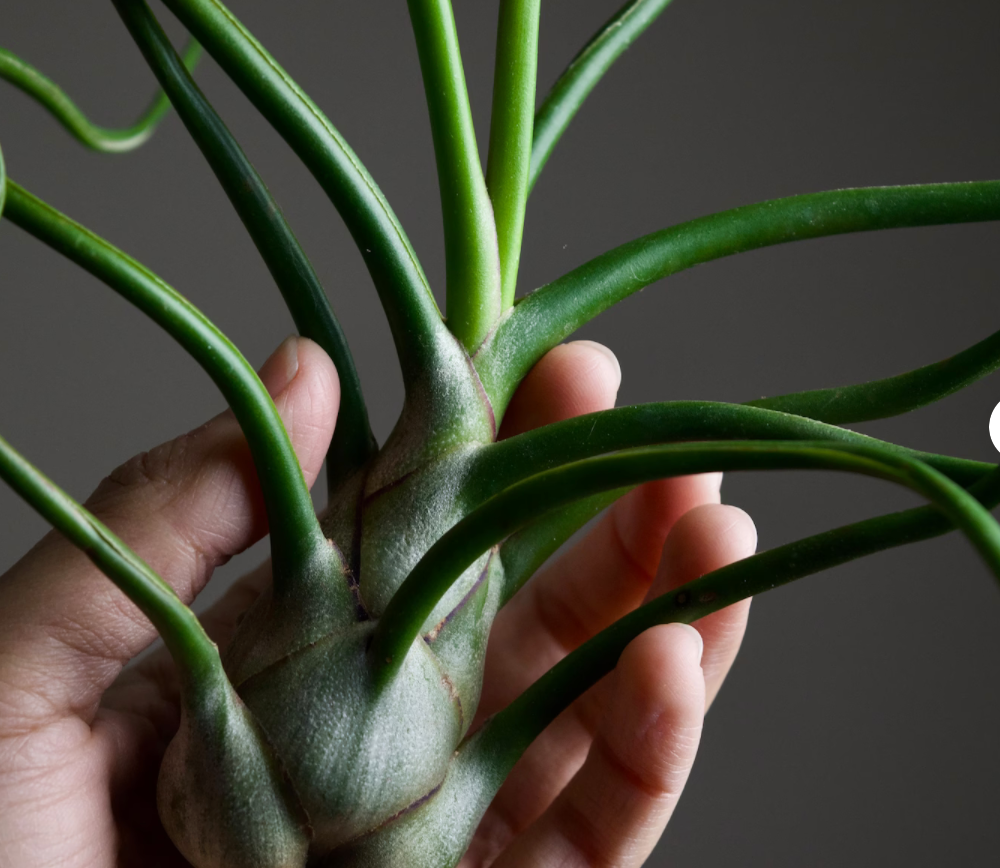 Air Plant Care 101