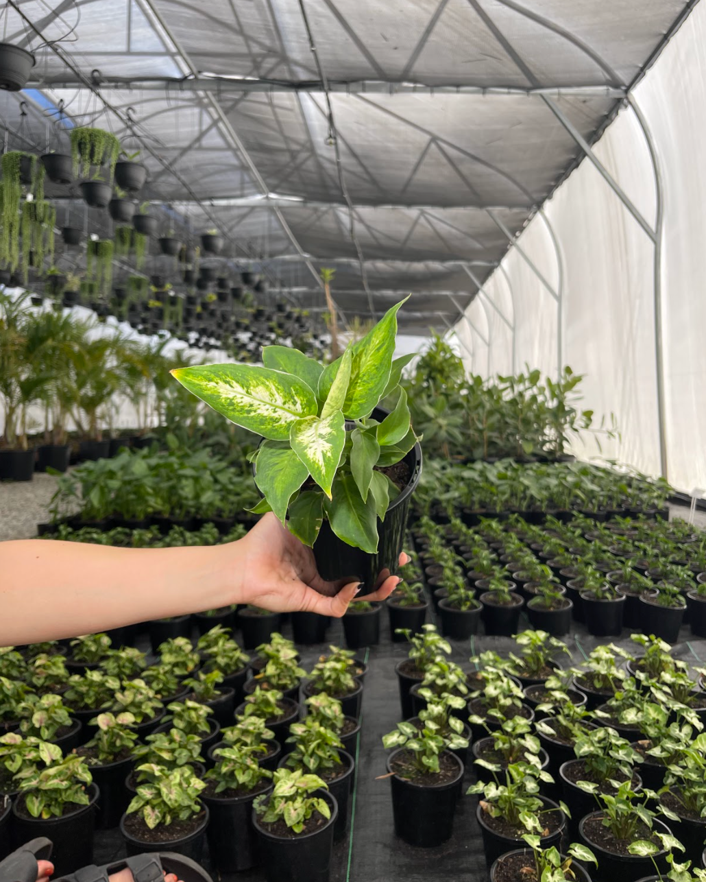 Aglaonema Care 101