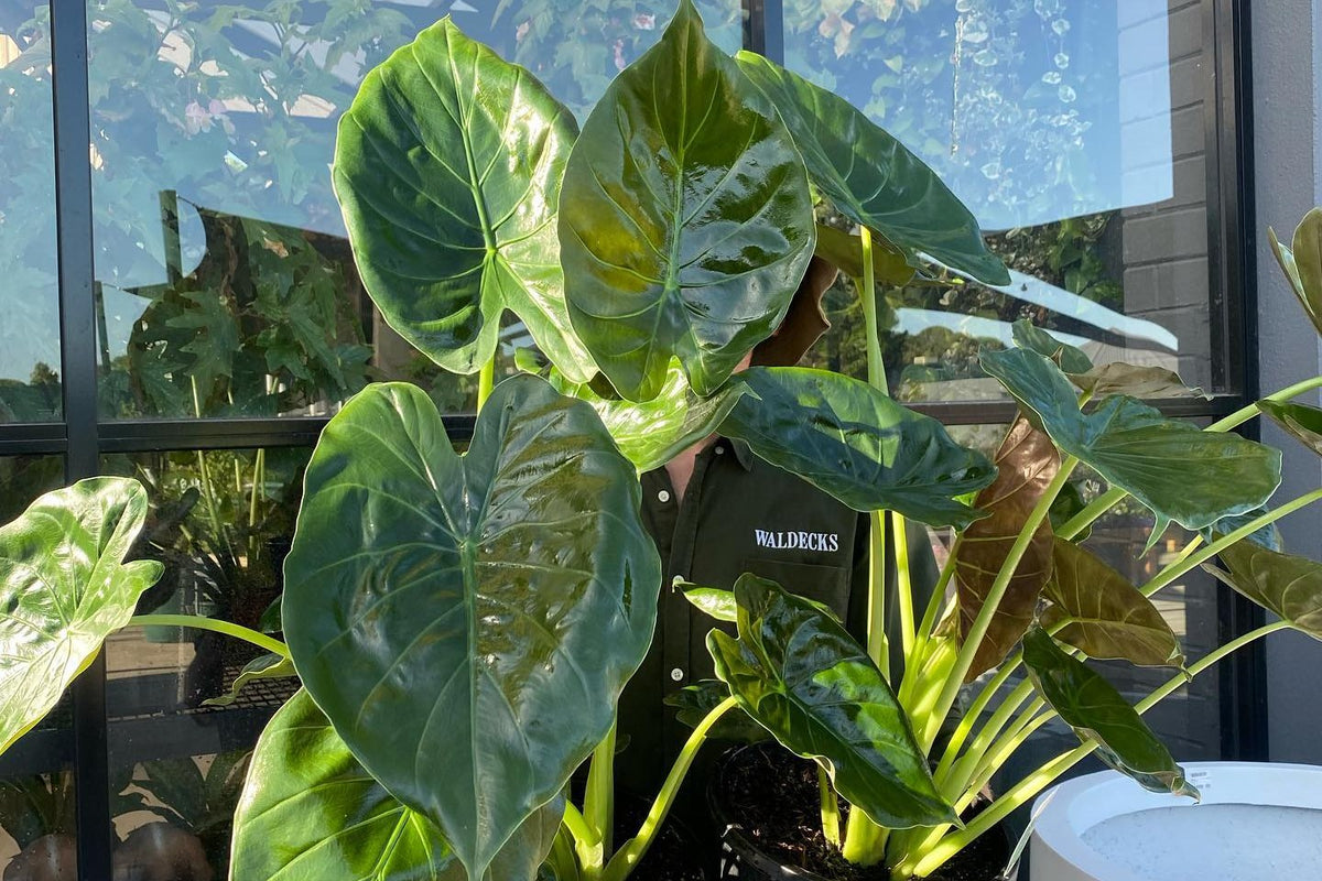 Two large alocasias held up in front of a nursery window