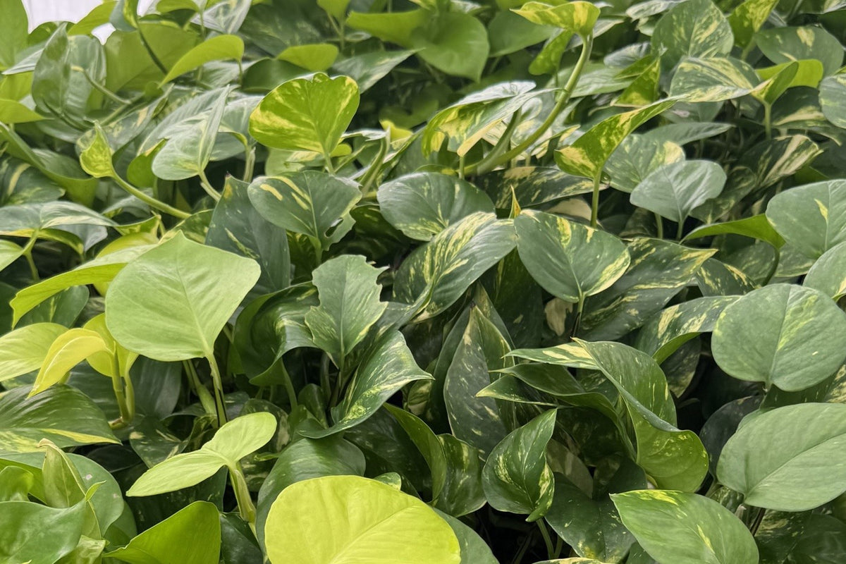 Golden devil's ivy and Epipremnum Goldilocks growing together at our production nursery