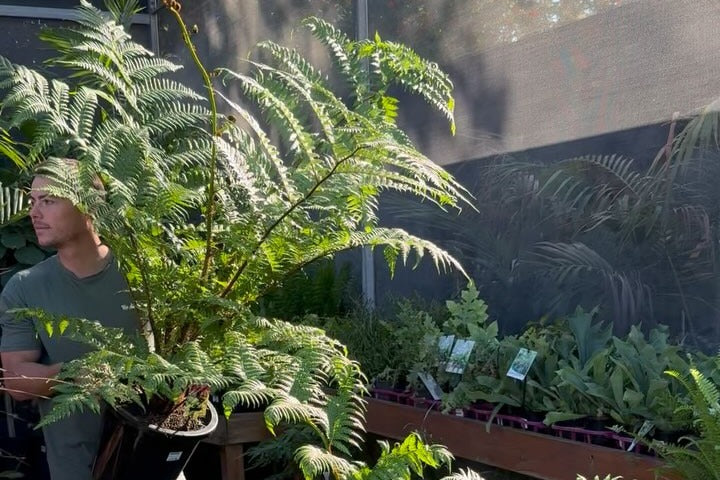 Waldecks team member carrying an Australian tree fern through our fern shade house