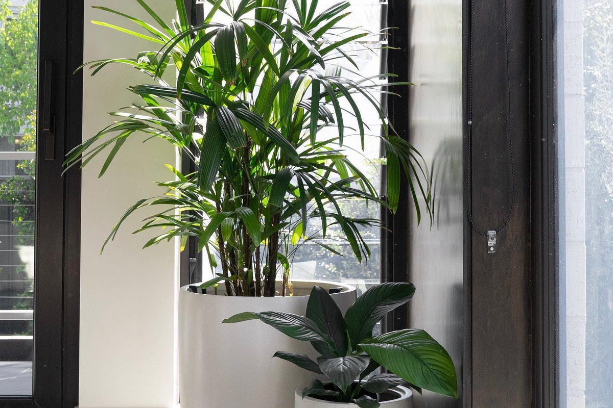 Lady palm and peace lily in white pots beside a bright window