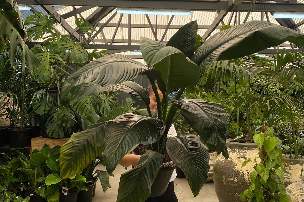 Waldecks team member holding a large peace lily among monsteras and palms in our indoor plant house