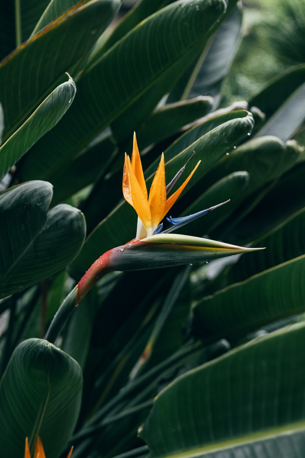 Bird of Paradise Care 101