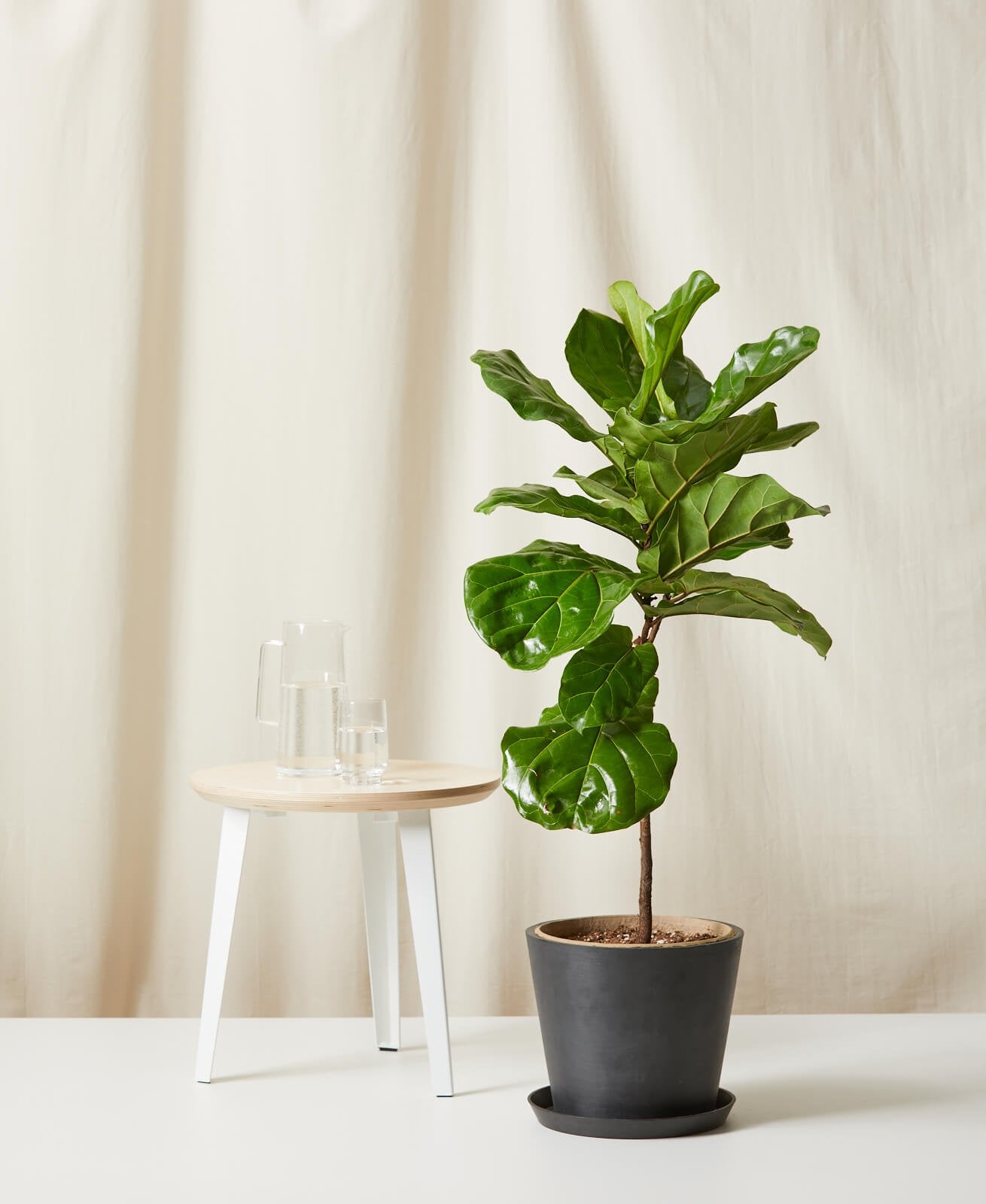 Fiddle Leaf Fig Care 101