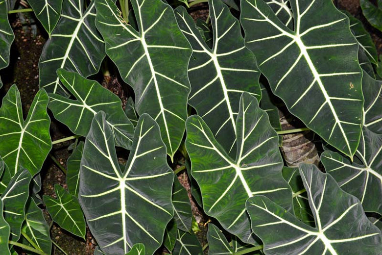 Alocasia Care 101