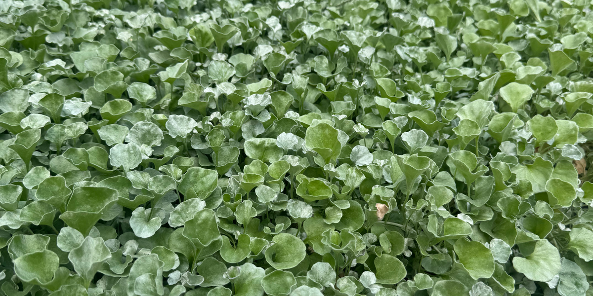 Groundcovers