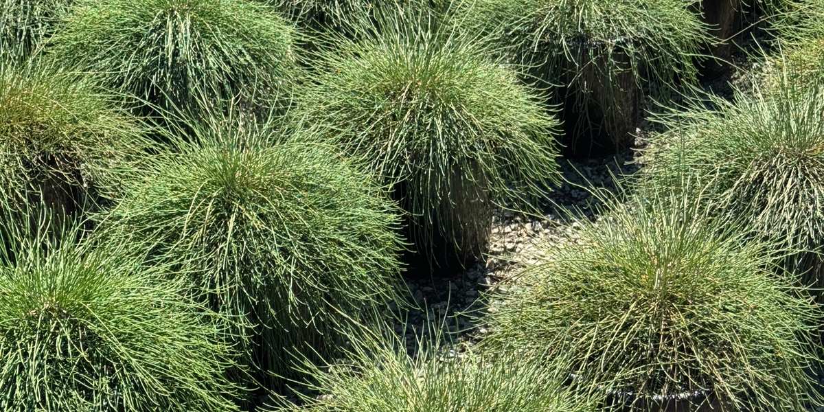 Grasses + Strappy