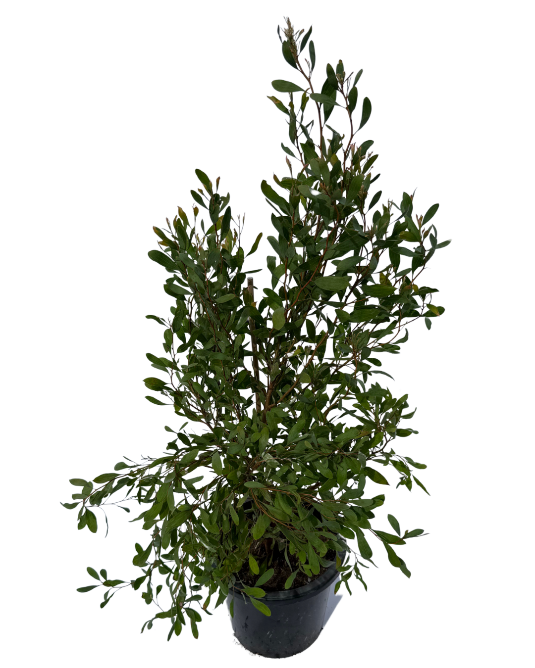 Hakea Laurina