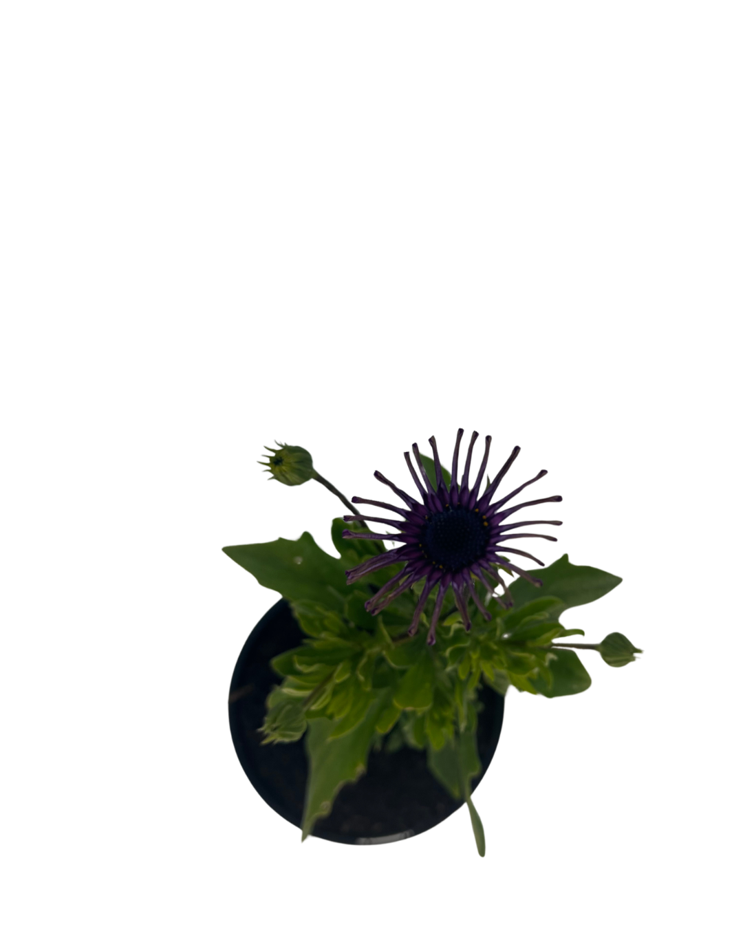 Osteospermum Spider Purple