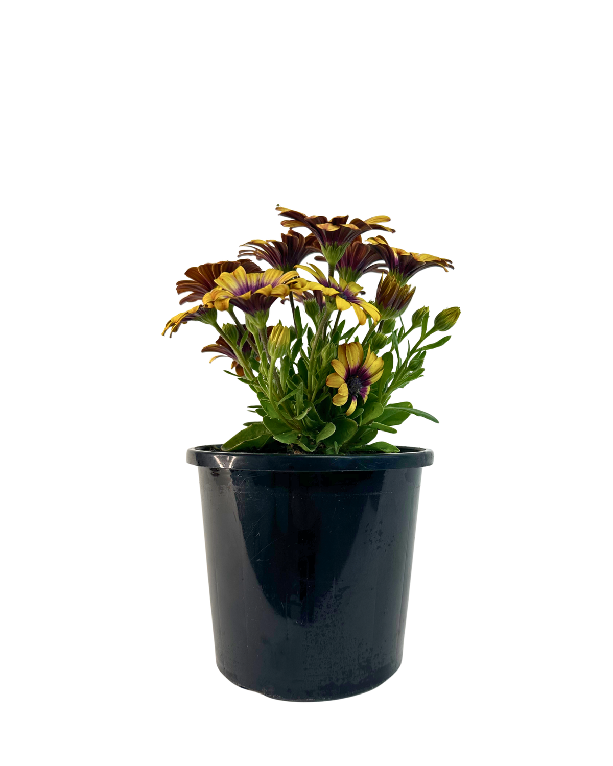Osteospermum Popeyes Yellow