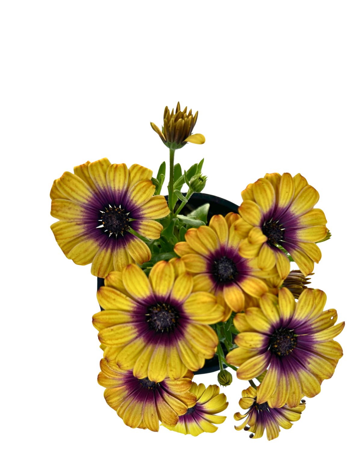 Osteospermum Popeyes Yellow
