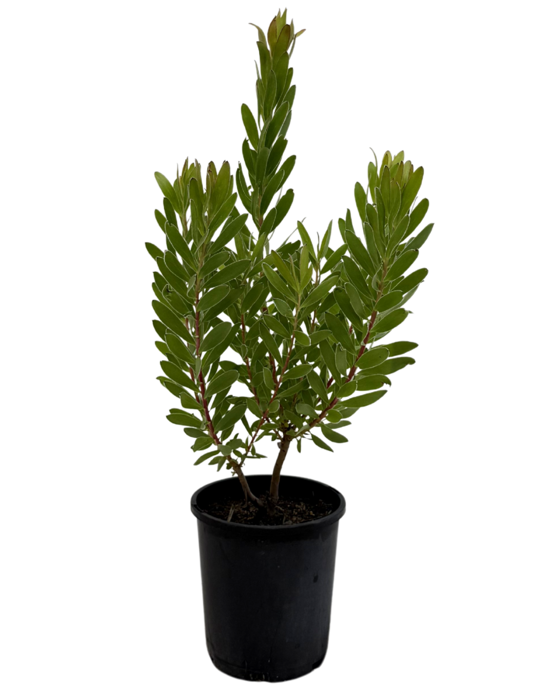 Leucadendron Safari Gold Strike