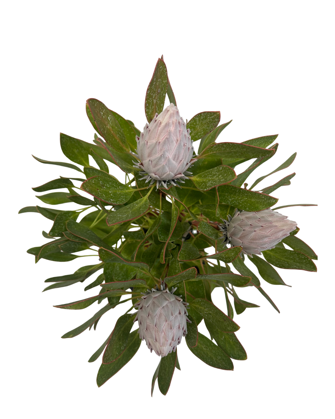 Protea King Pink