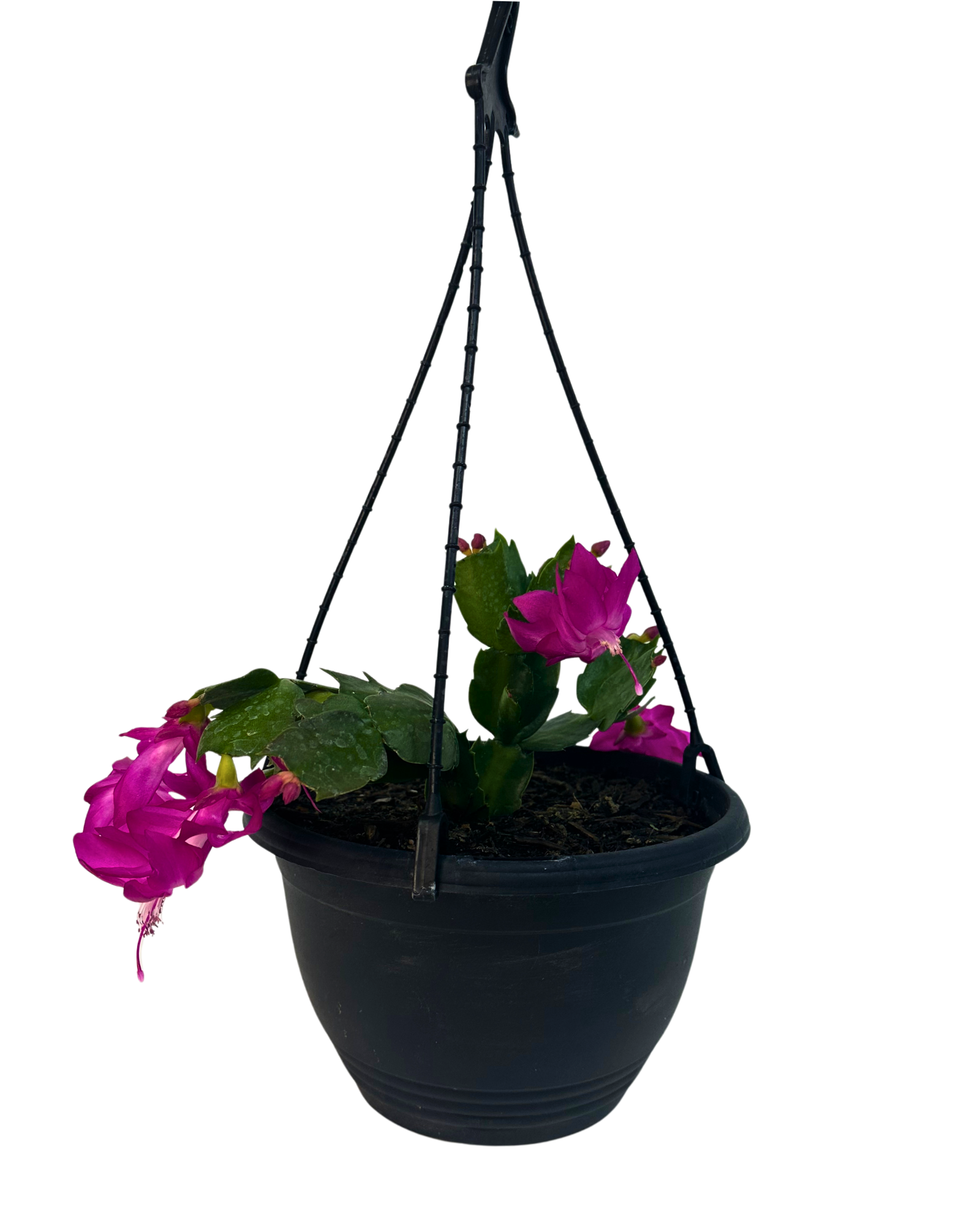 Zygocactus Sharon - Hanging Basket