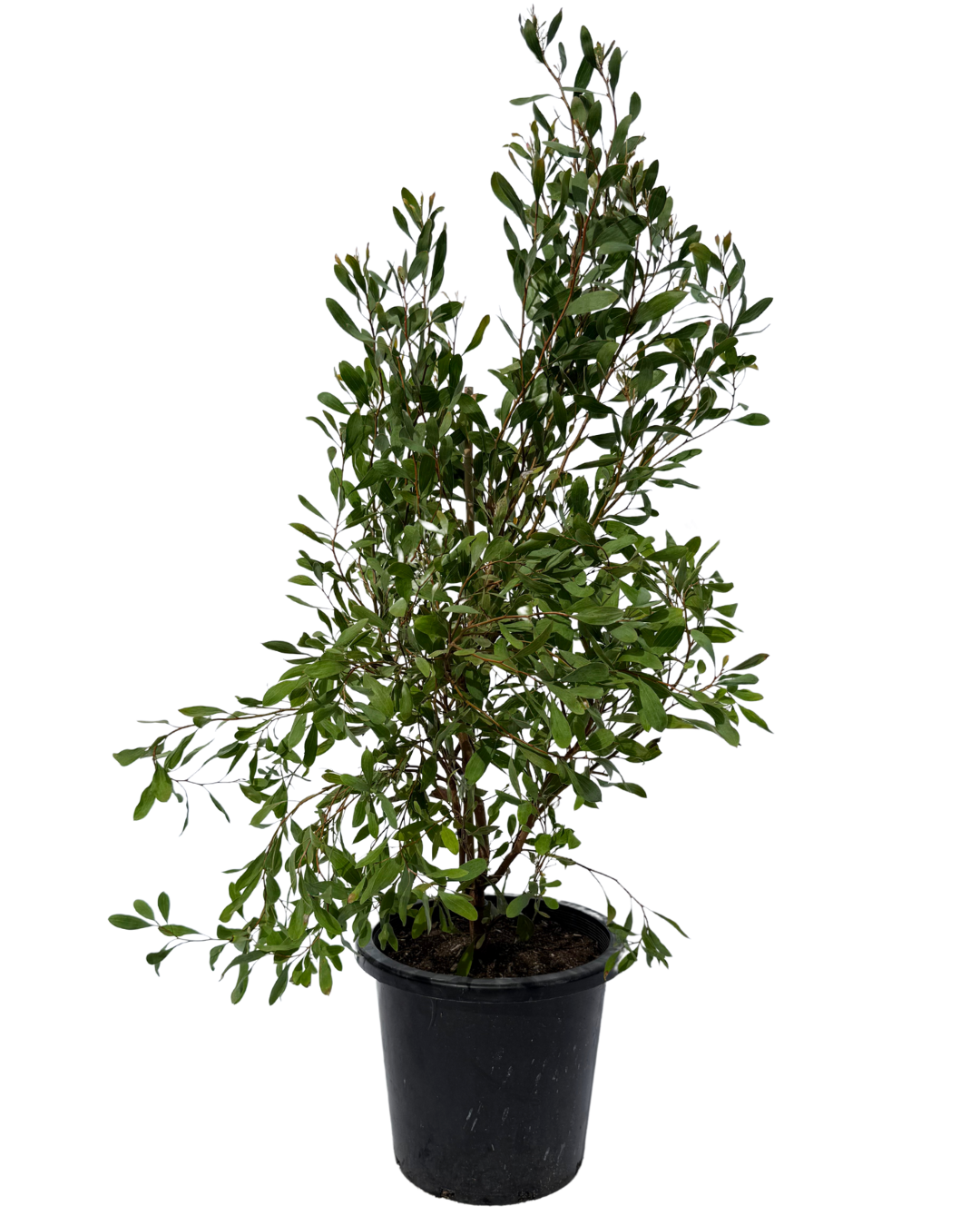 Hakea Laurina