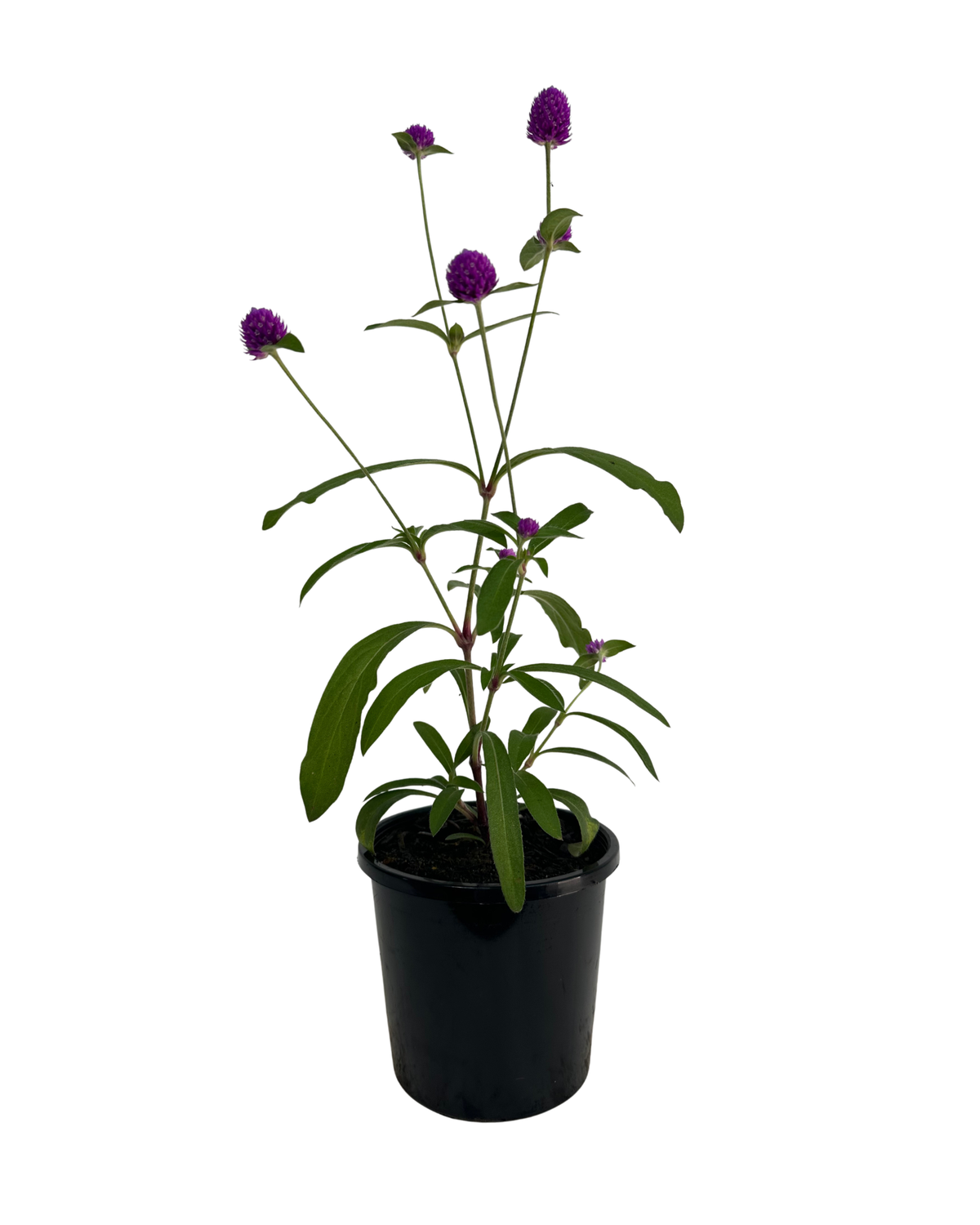 Gomphrena Purple