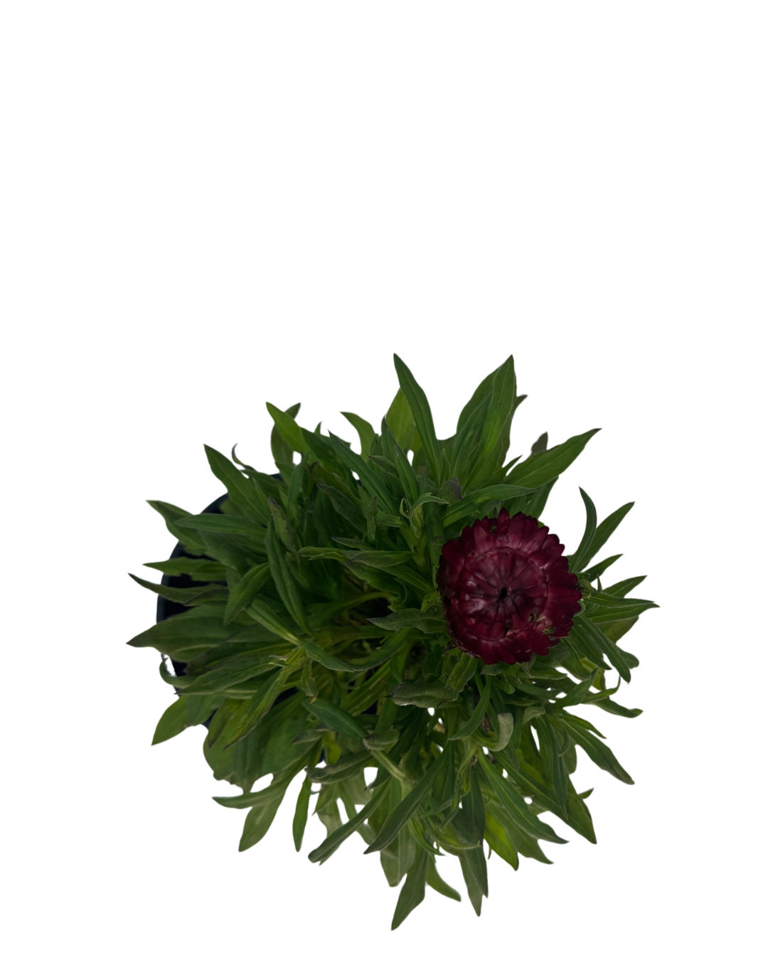 Bracteantha Red Ember