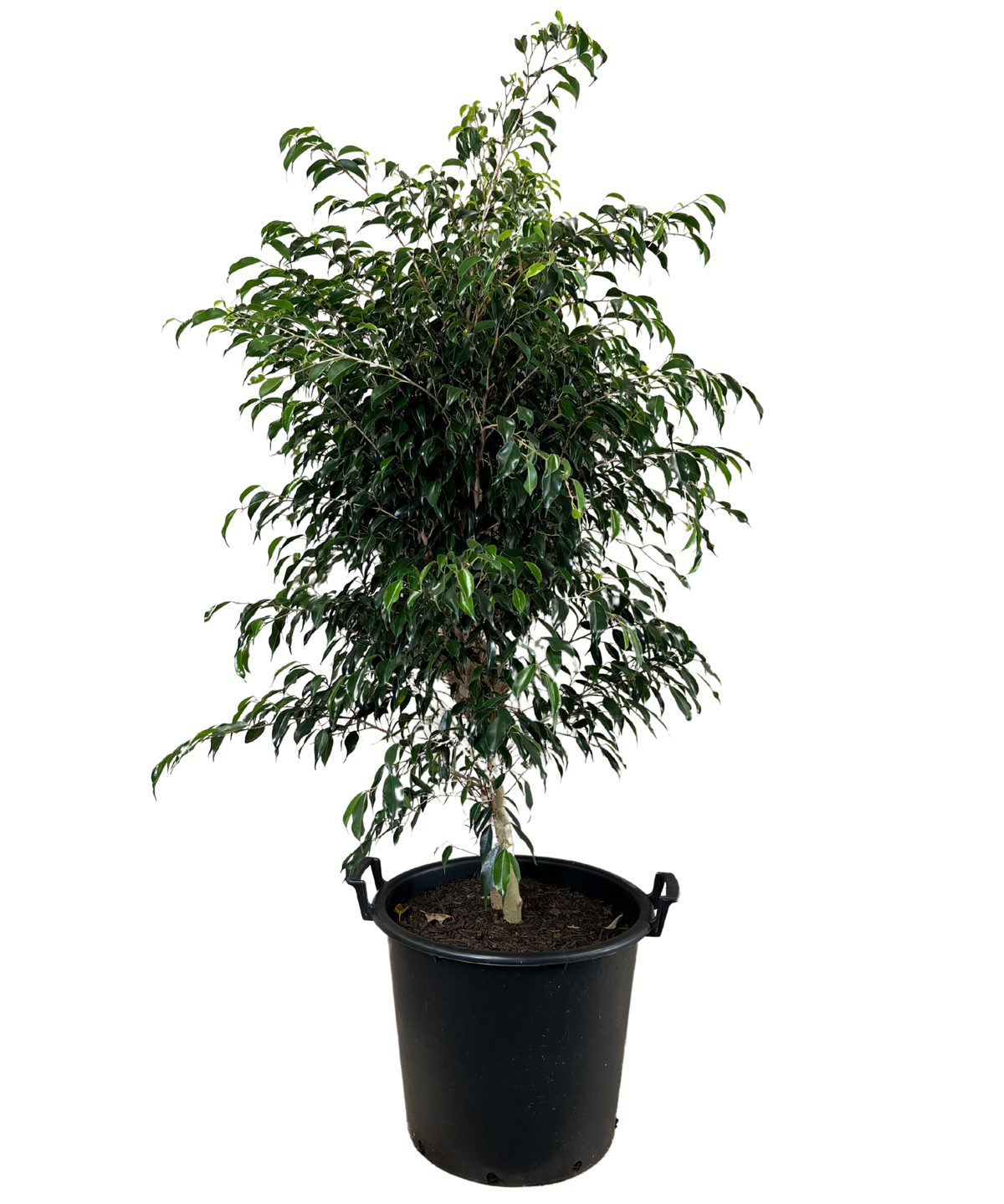 Ficus Midnight Petite