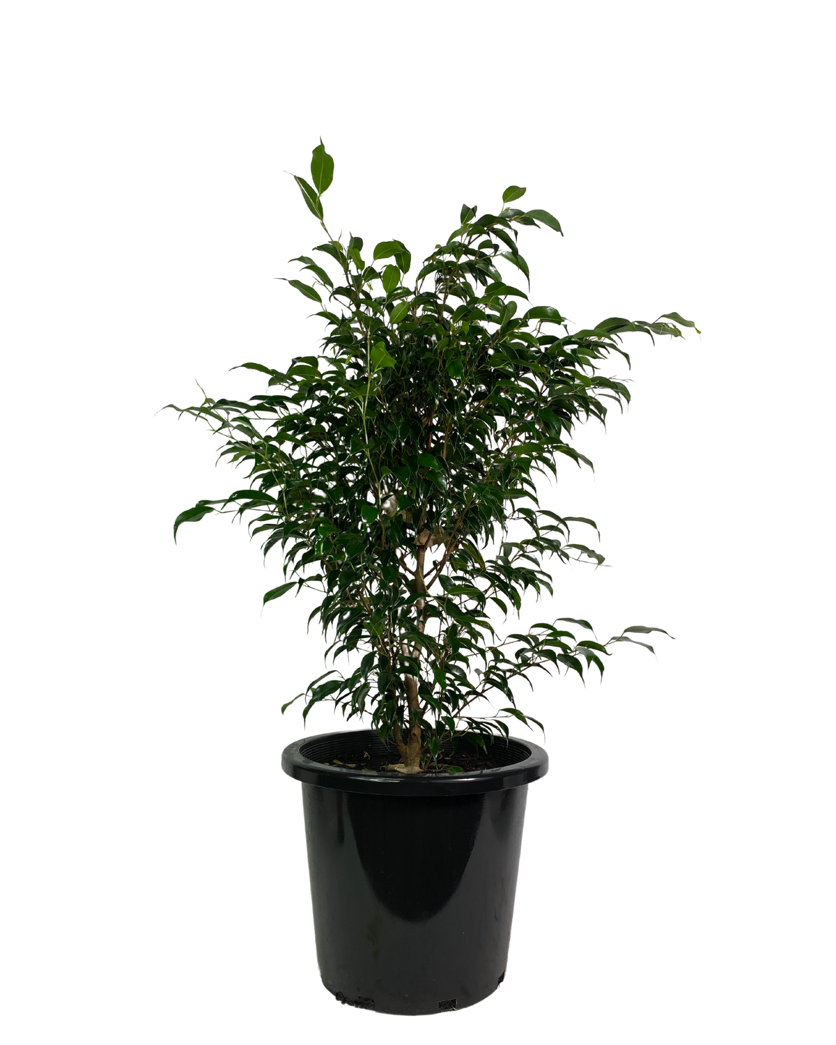 Ficus Midnight Petite