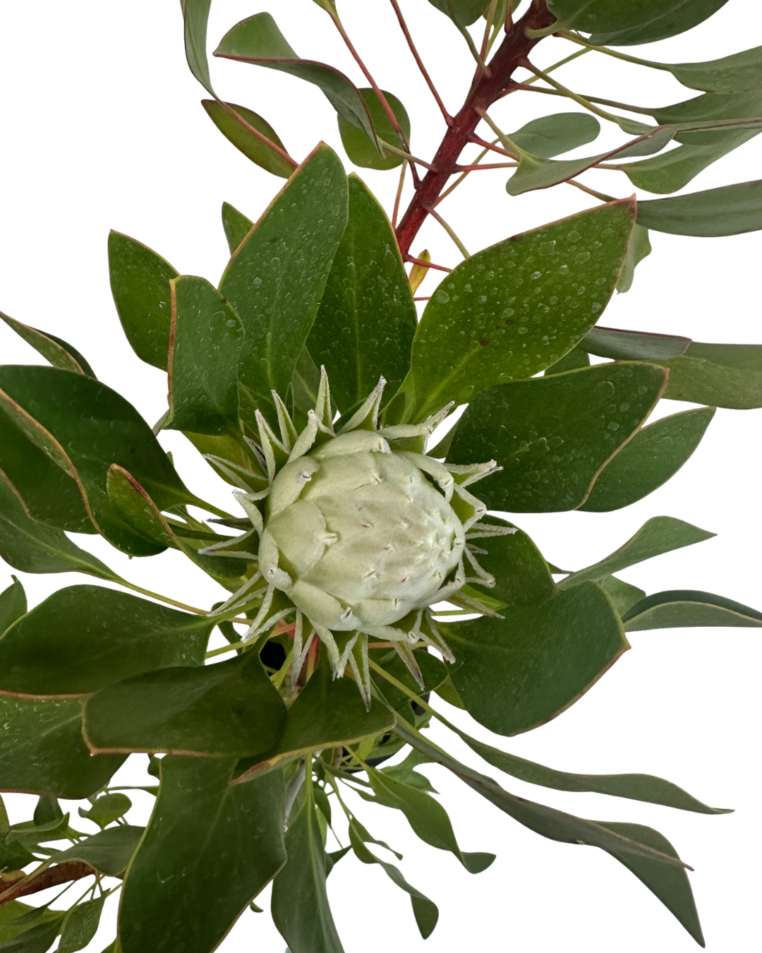 Protea King White