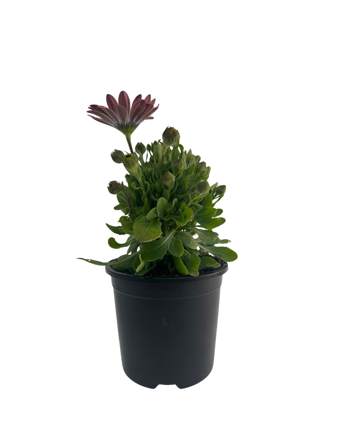 African Daisy - Osteospermum Pink Magic