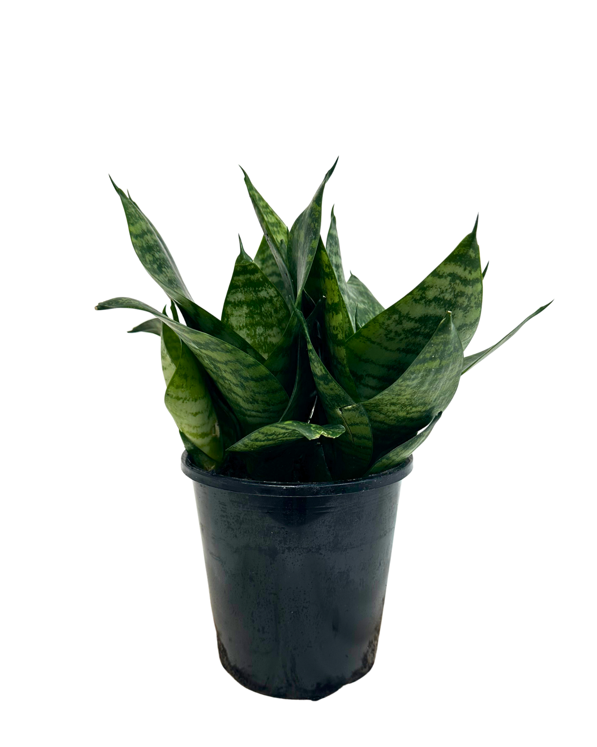 Sansevieria Hahnii