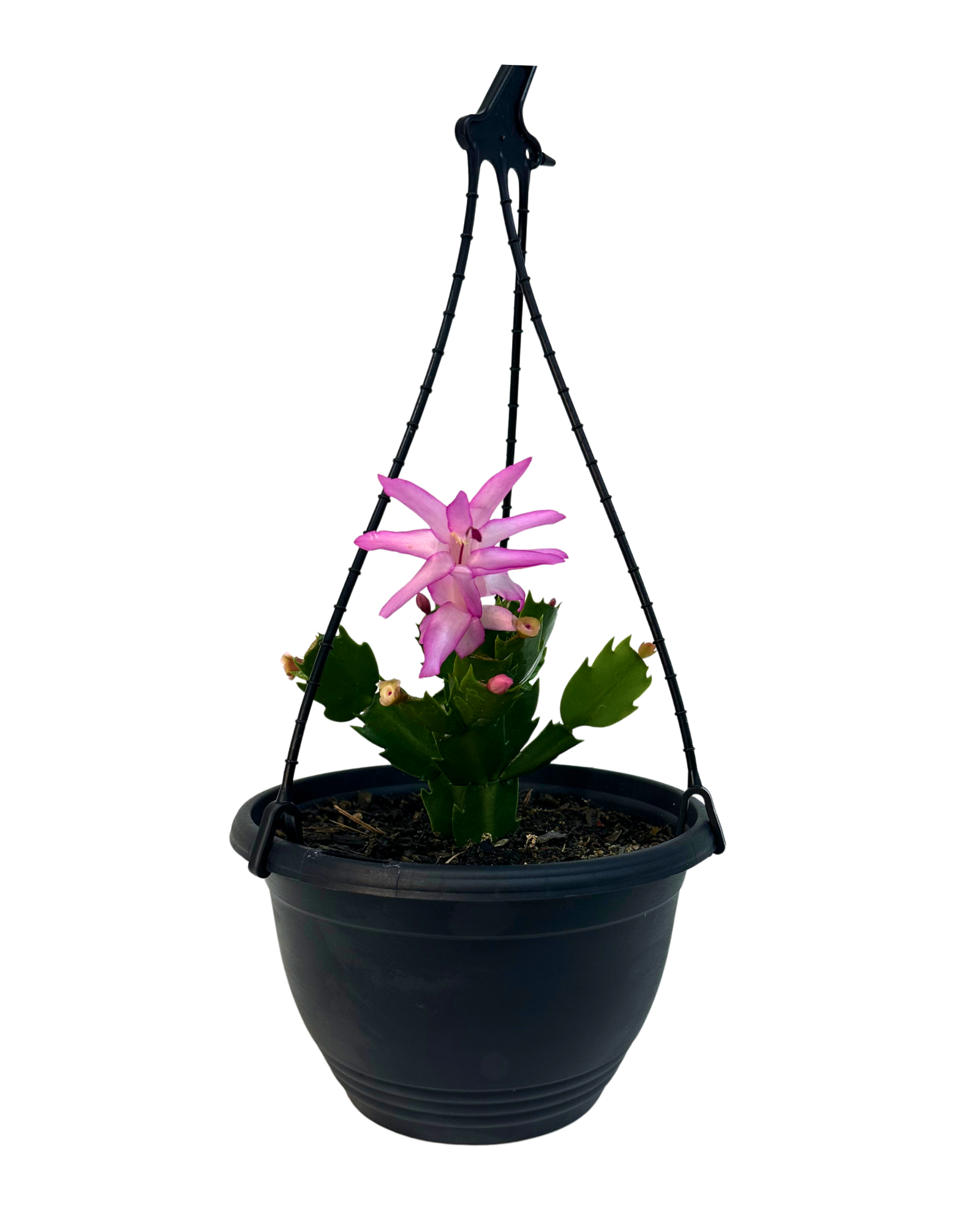 Zygocactus Caroline - Hanging Basket