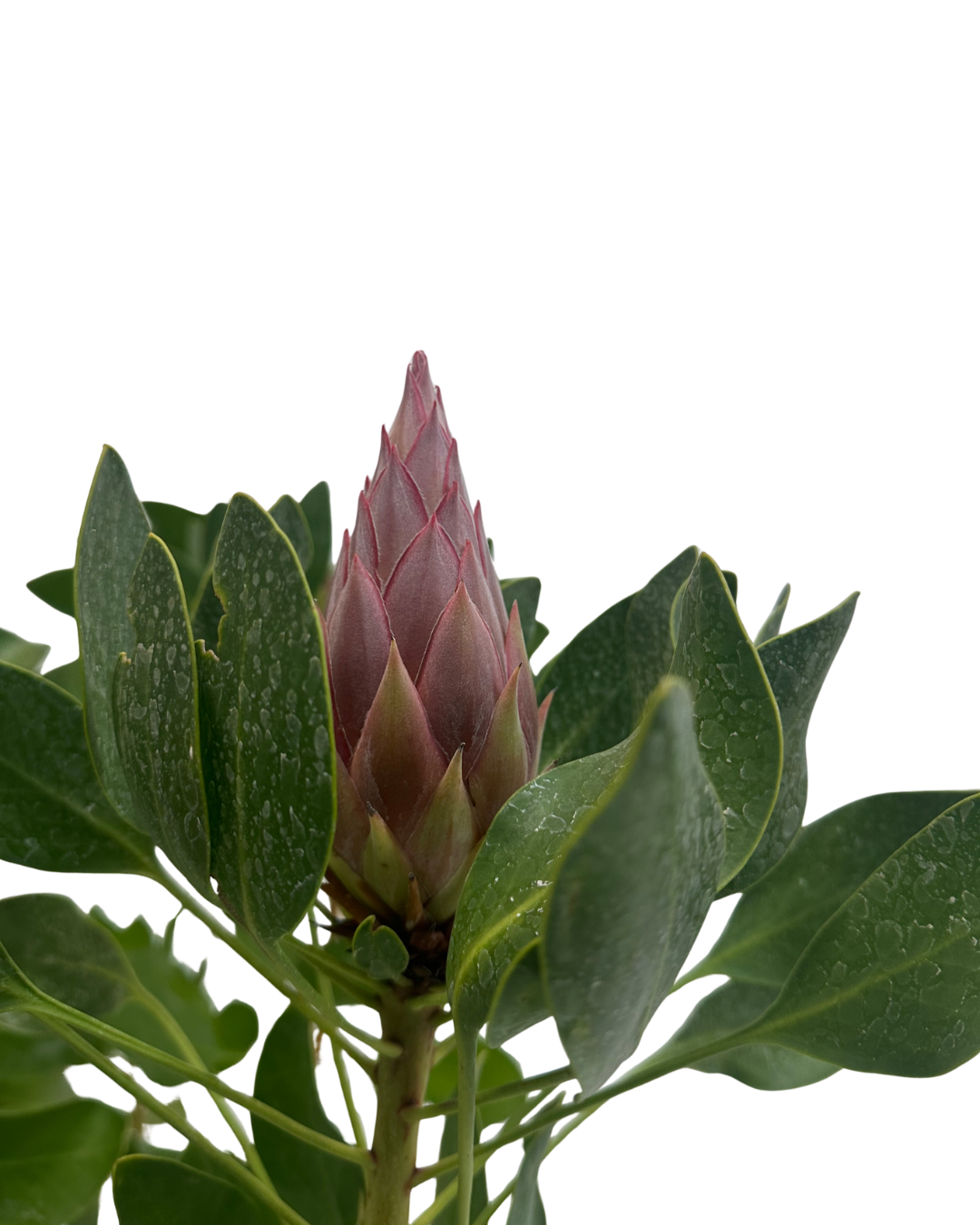 Protea Frosted Fire