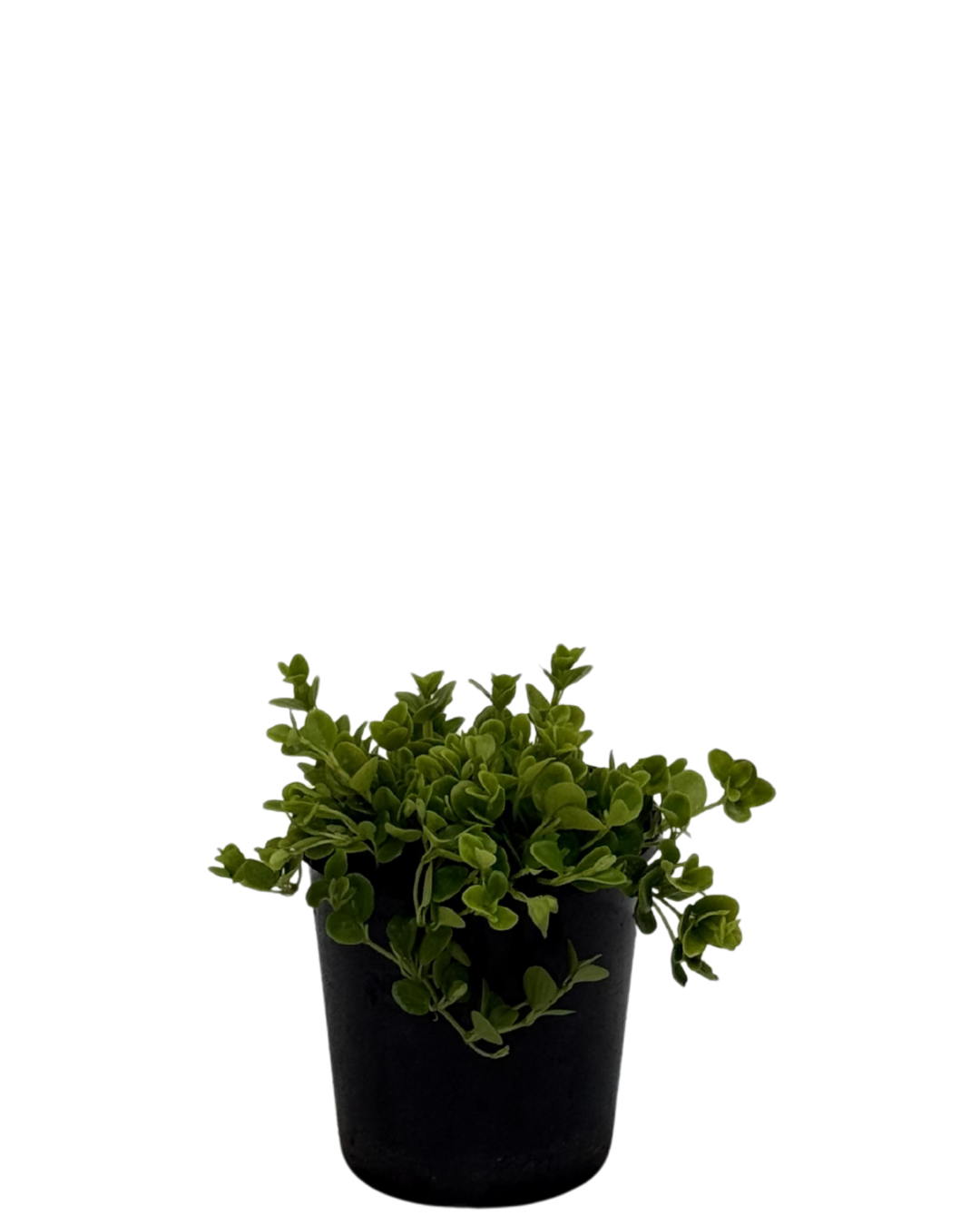 Peperomia Rotundifolia