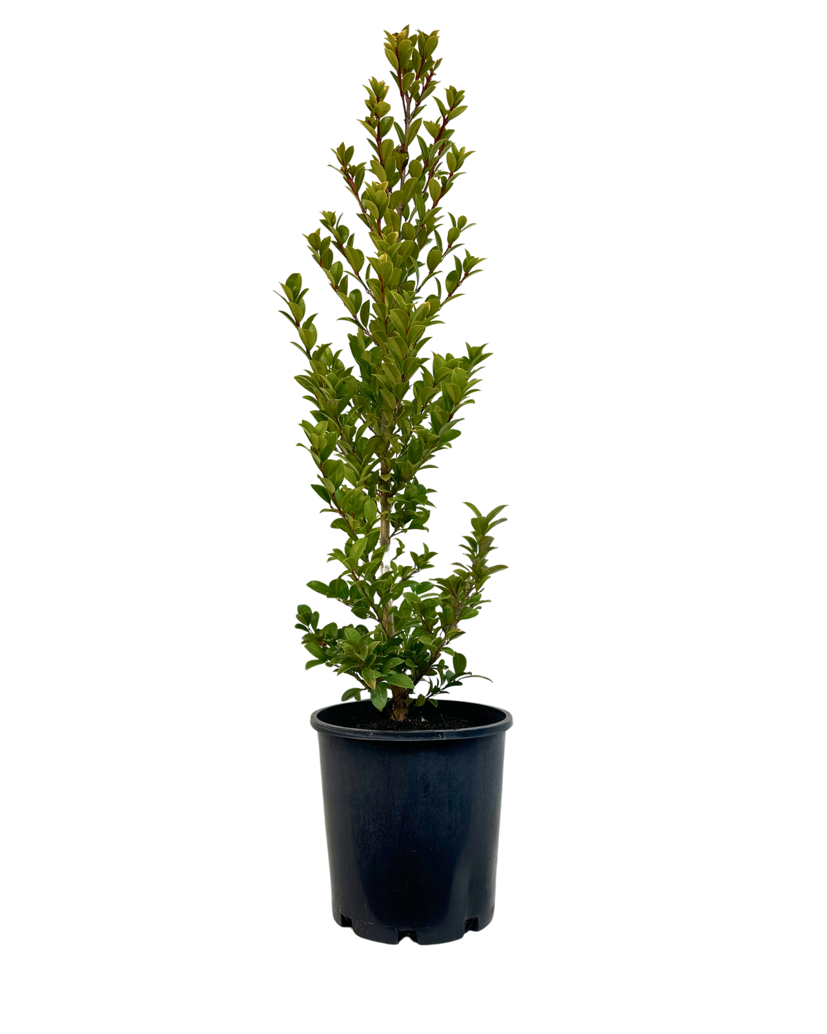 Syzygium Pinnacle