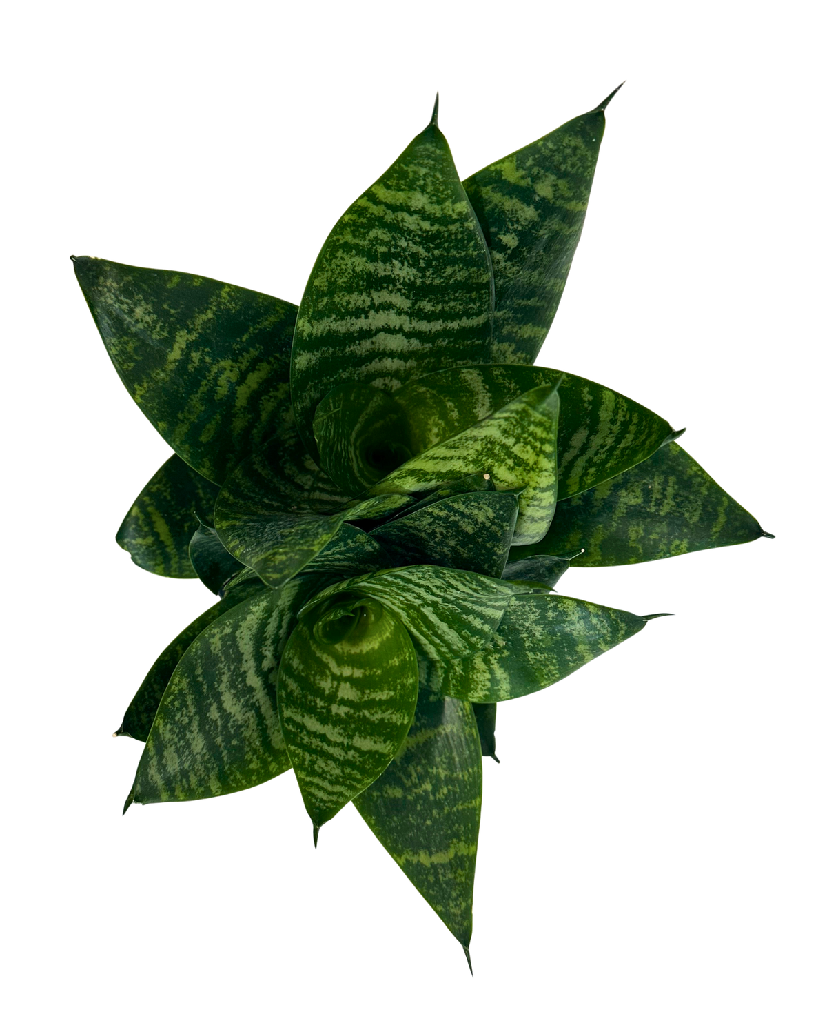 Sansevieria Hahnii