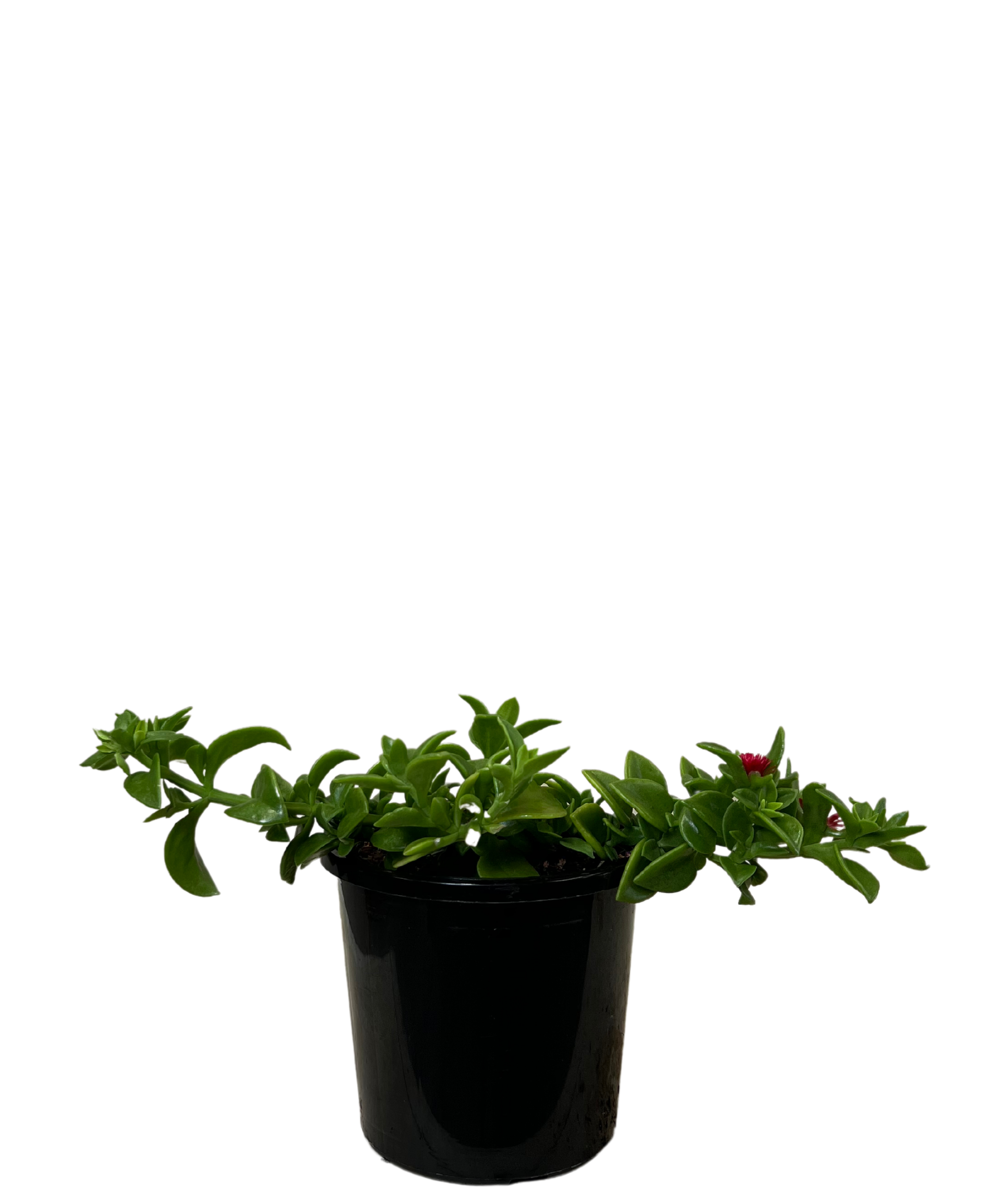 Baby Sunrose - Aptenia Cordifolia