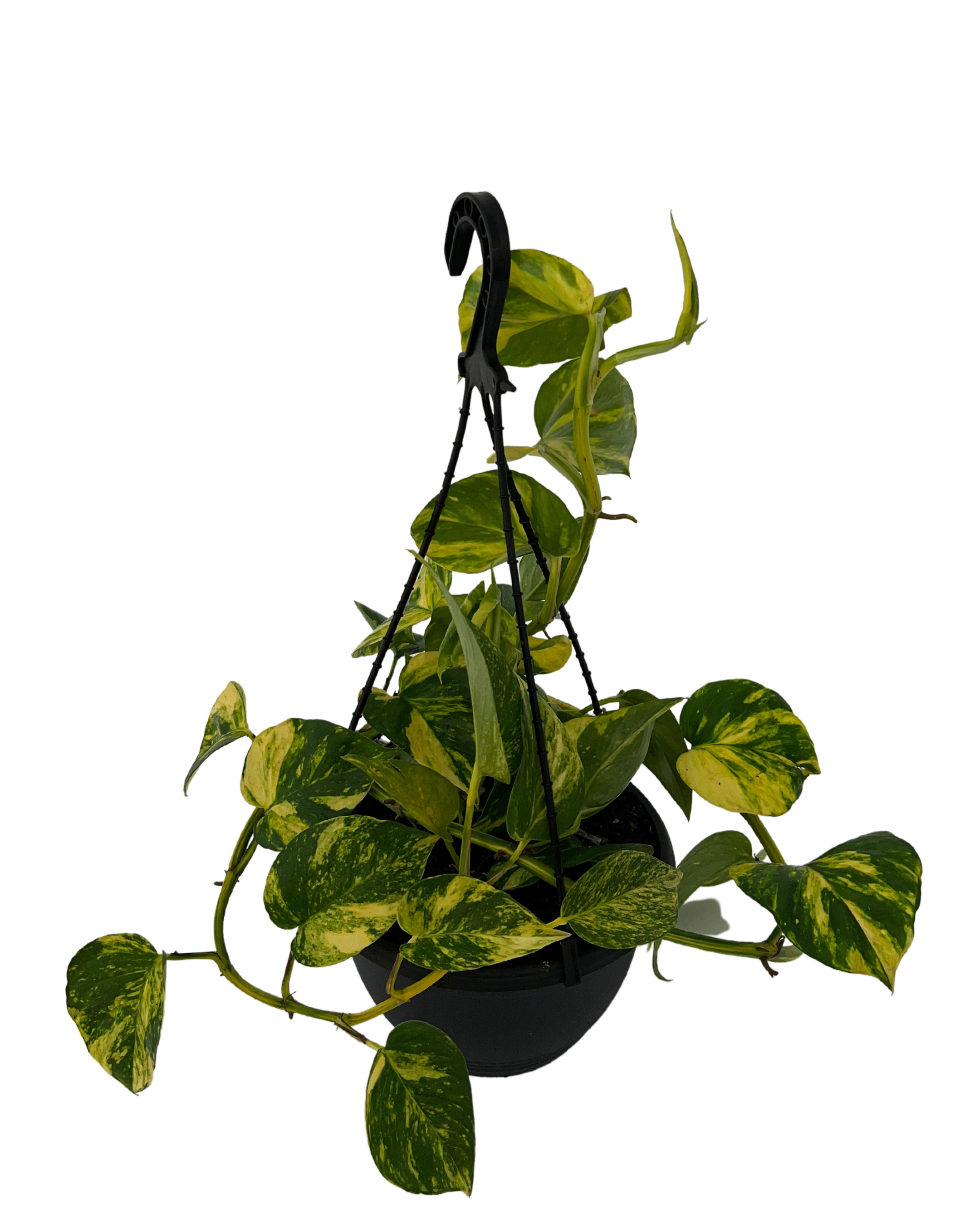Devils Ivy - Epipremnum Aureum Hanging Basket