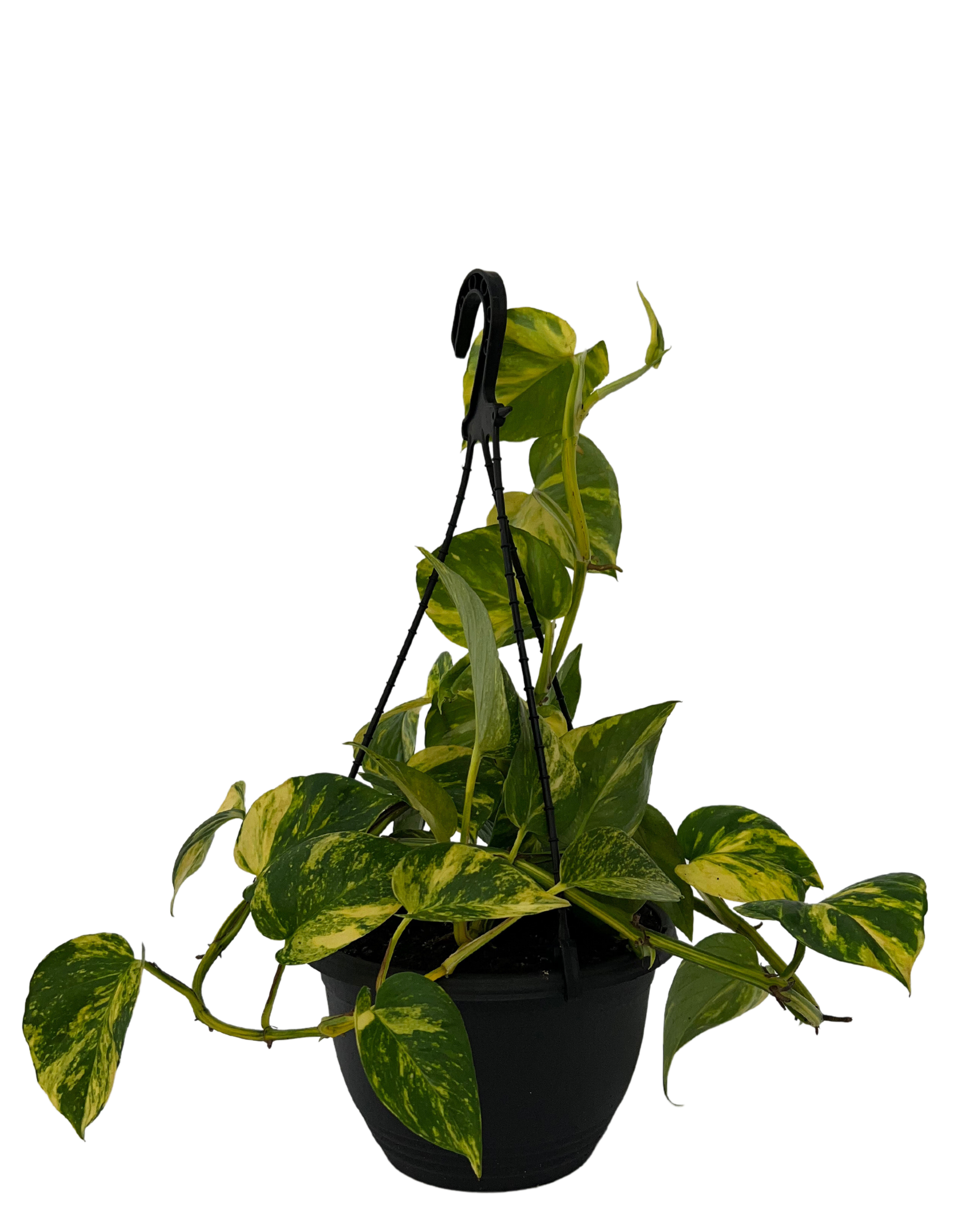 Devils Ivy - Epipremnum Aureum Hanging Basket