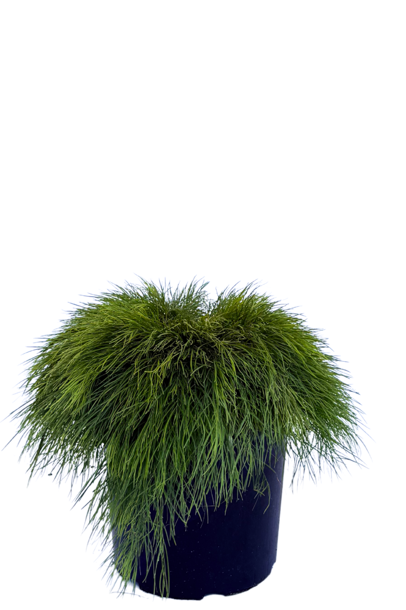 Acacia Cognata Limelight