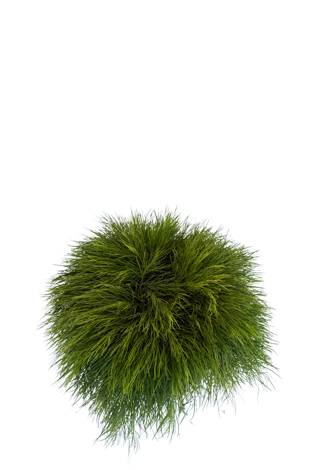 Acacia Cognata Limelight