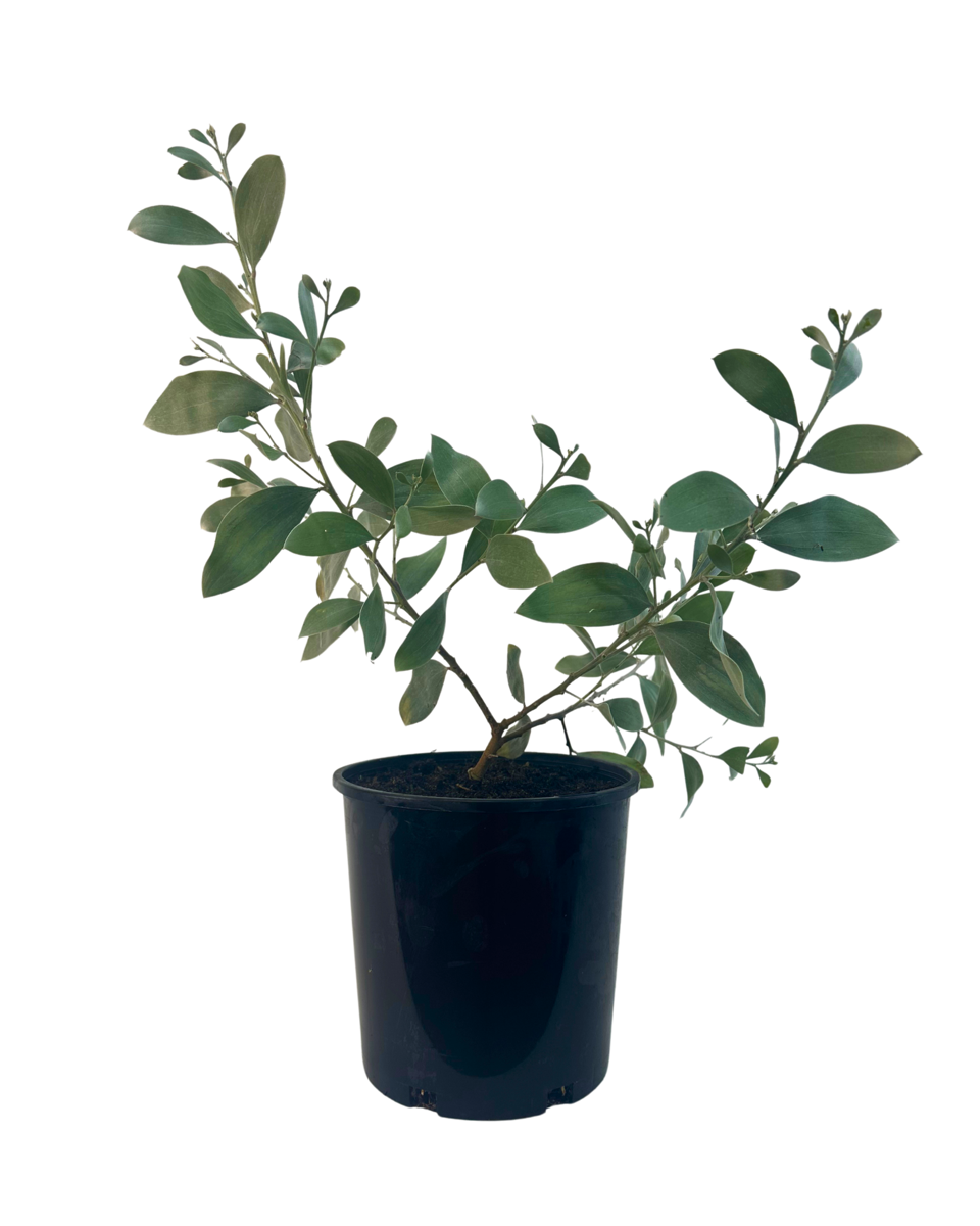 Acacia Sterling Silver