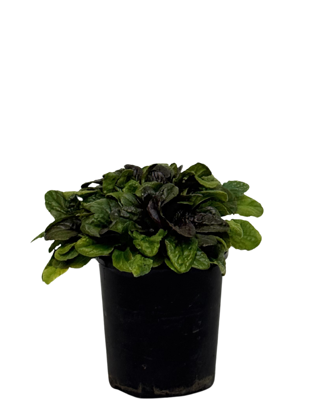 Ajuga Caitlins Giant