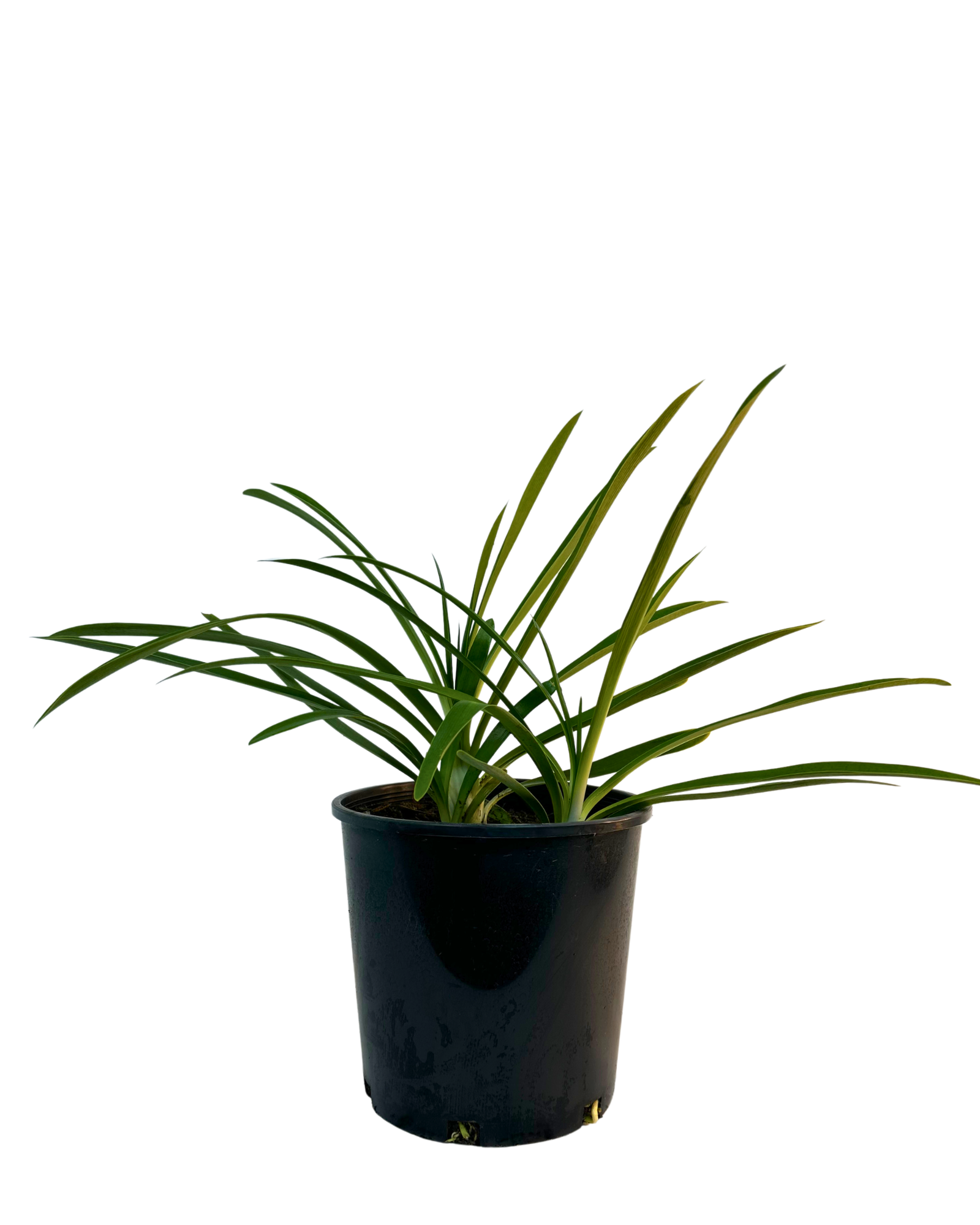 Agapanthus Black Pantha