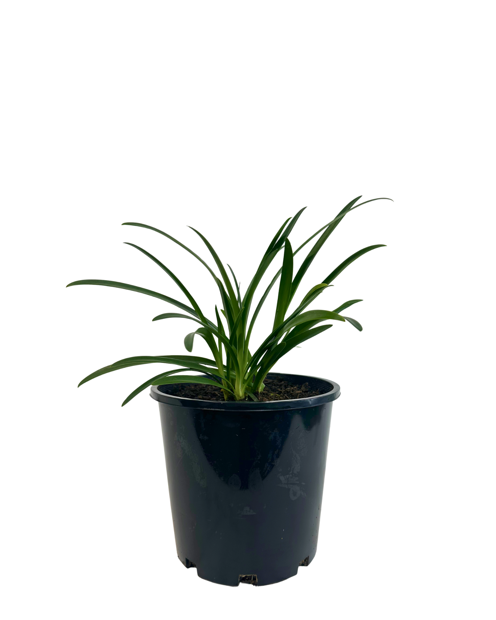 Agapanthus Orientalis White
