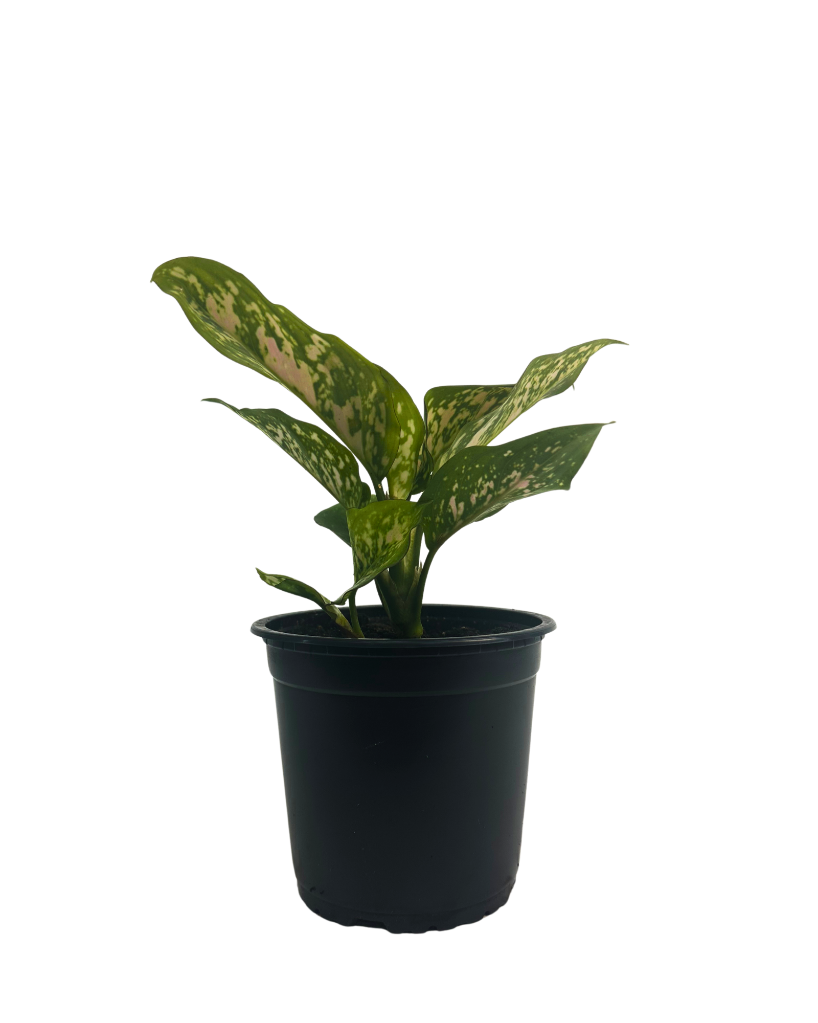 Aglaonema Anyamanee