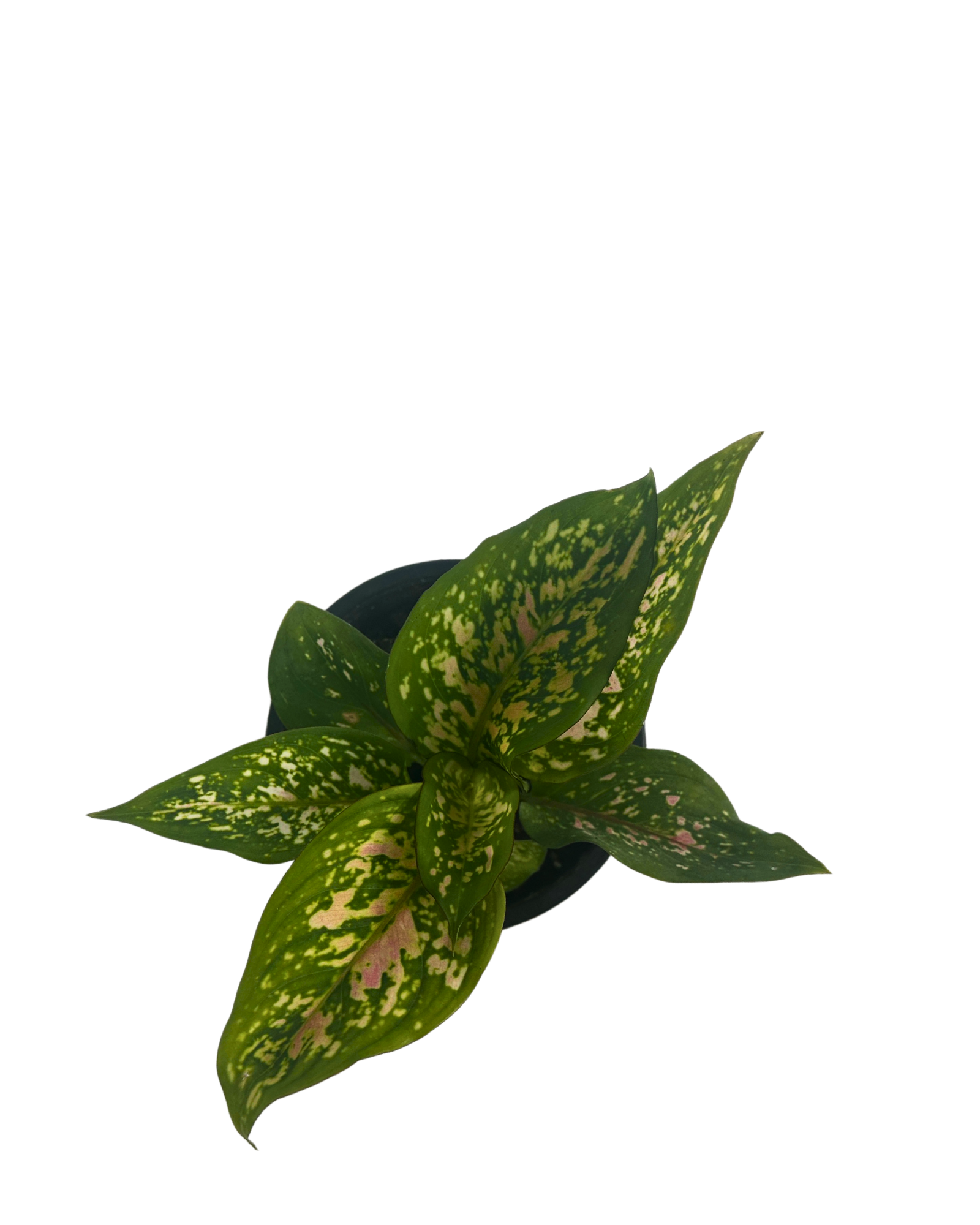 Aglaonema Anyamanee