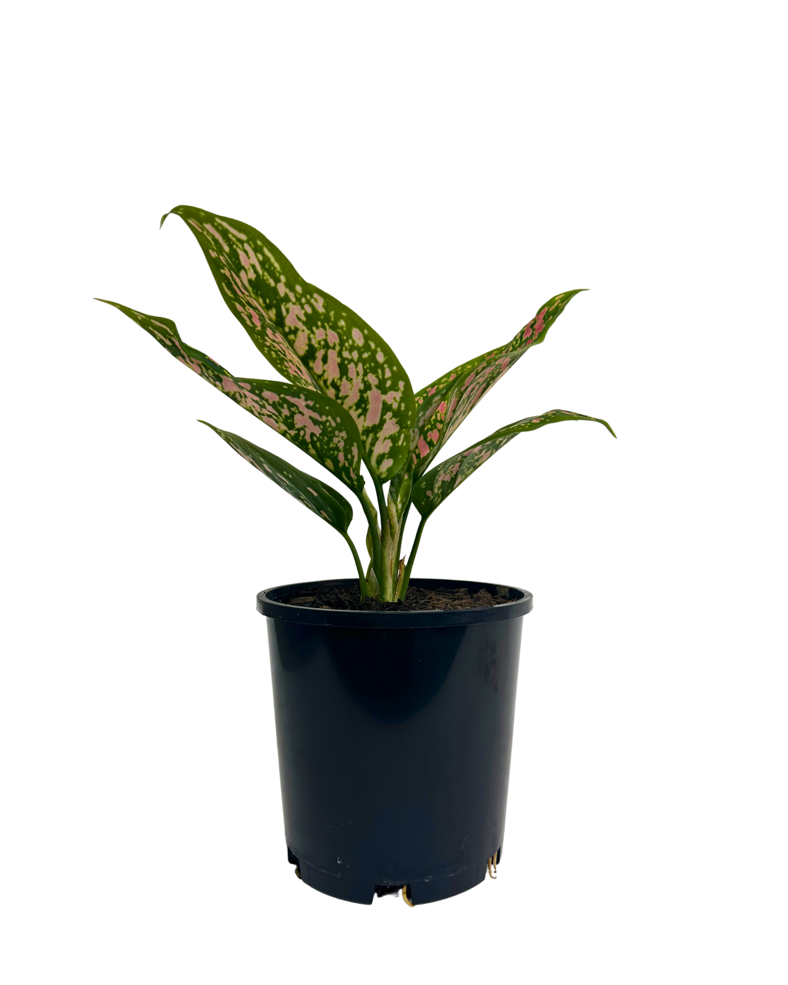 Aglaonema Dang Mongkol