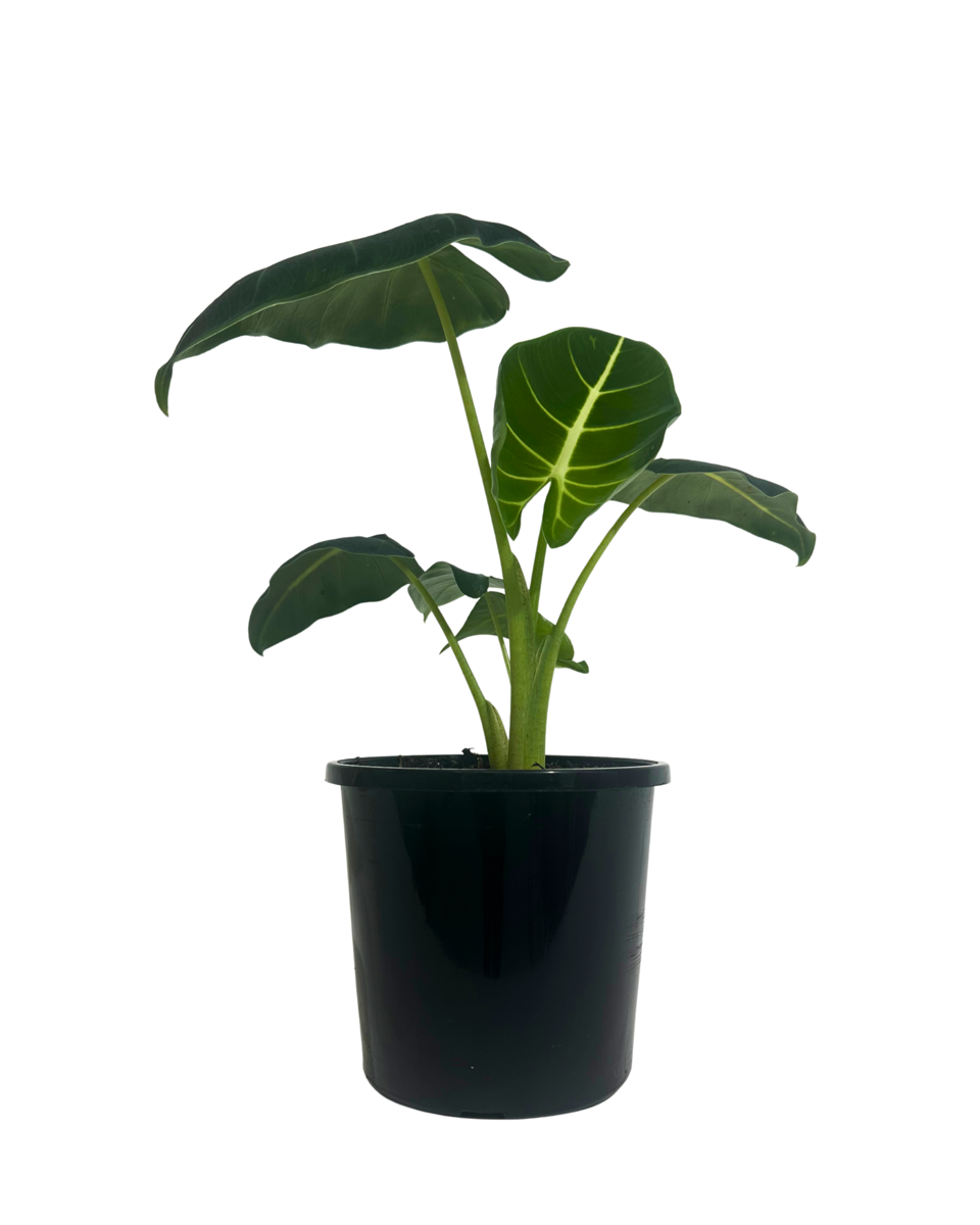 Alocasia Frydek Green