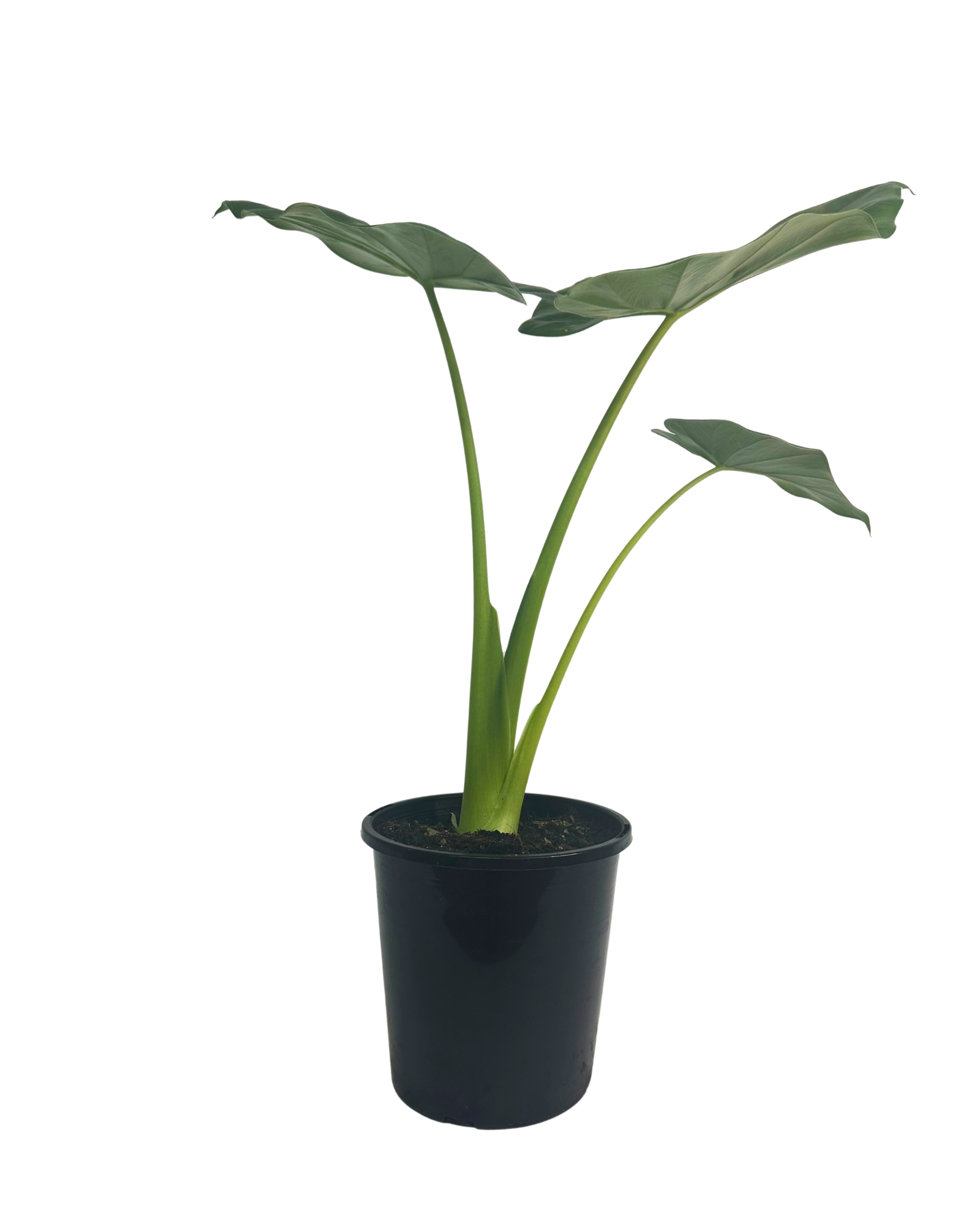 Alocasia Macrorrhiza