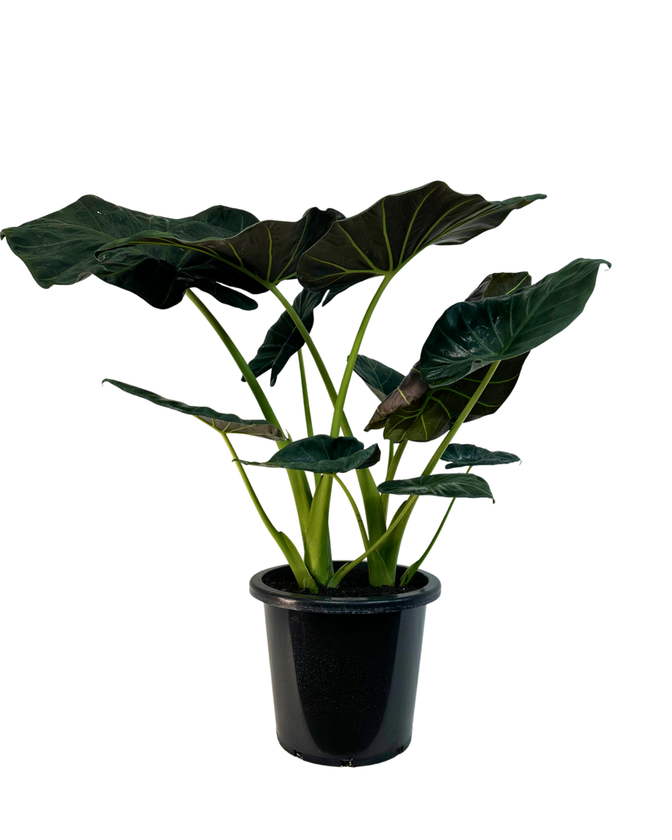 Alocasia Regal Shield